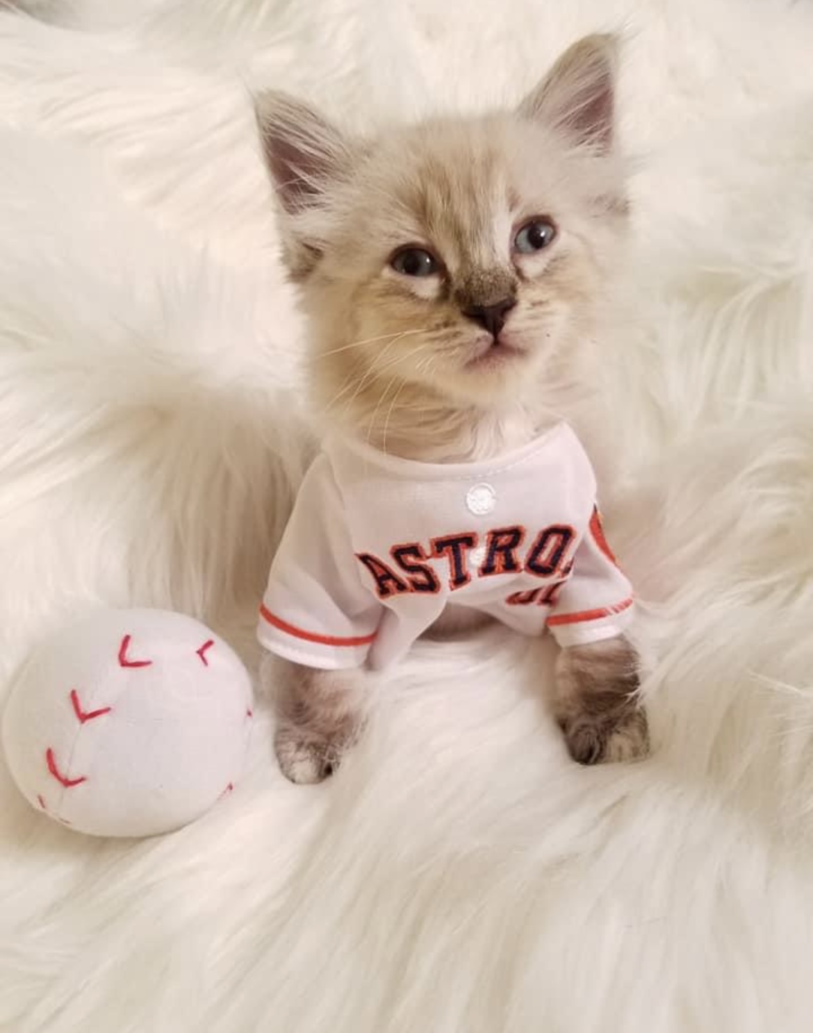Pets love the Stros! Send photos of your fur baby supporting the Astros  through Click2Pins