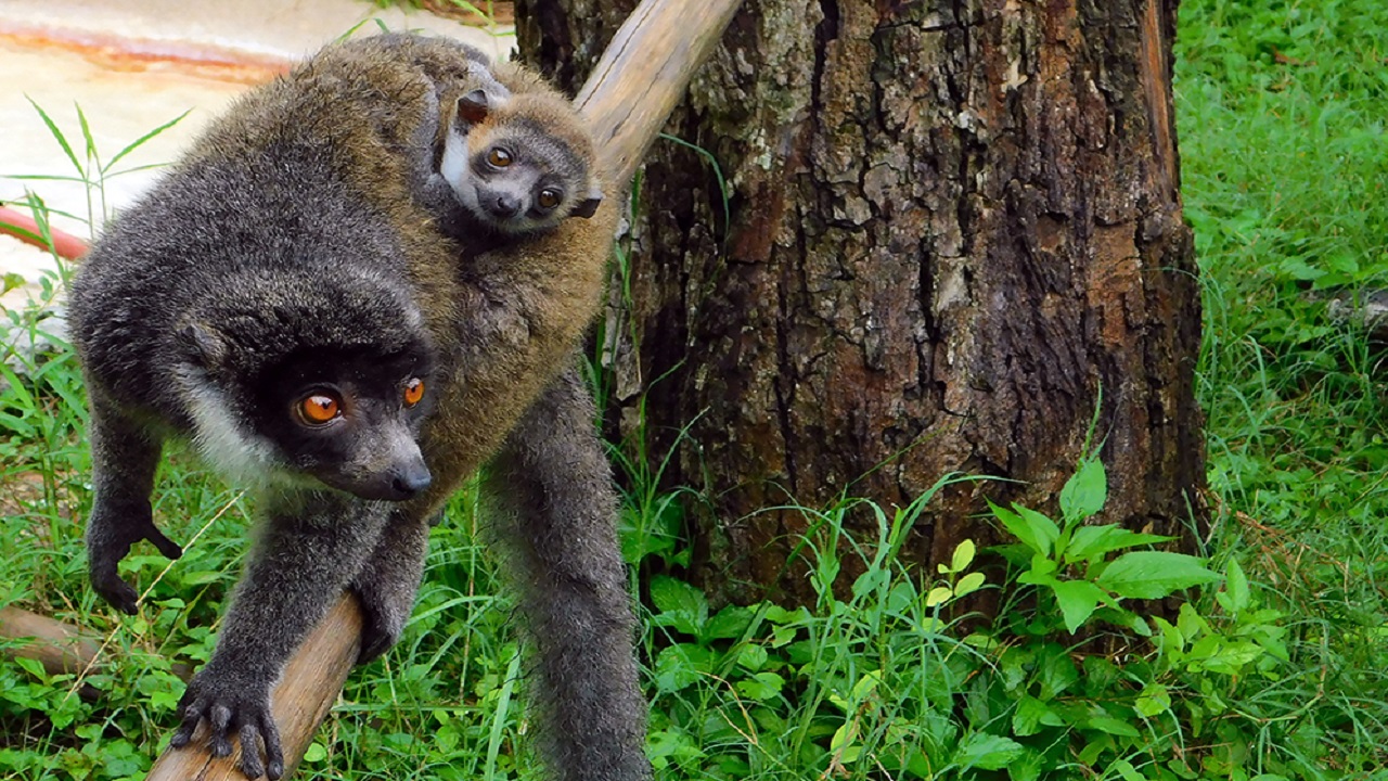 mongoose lemur