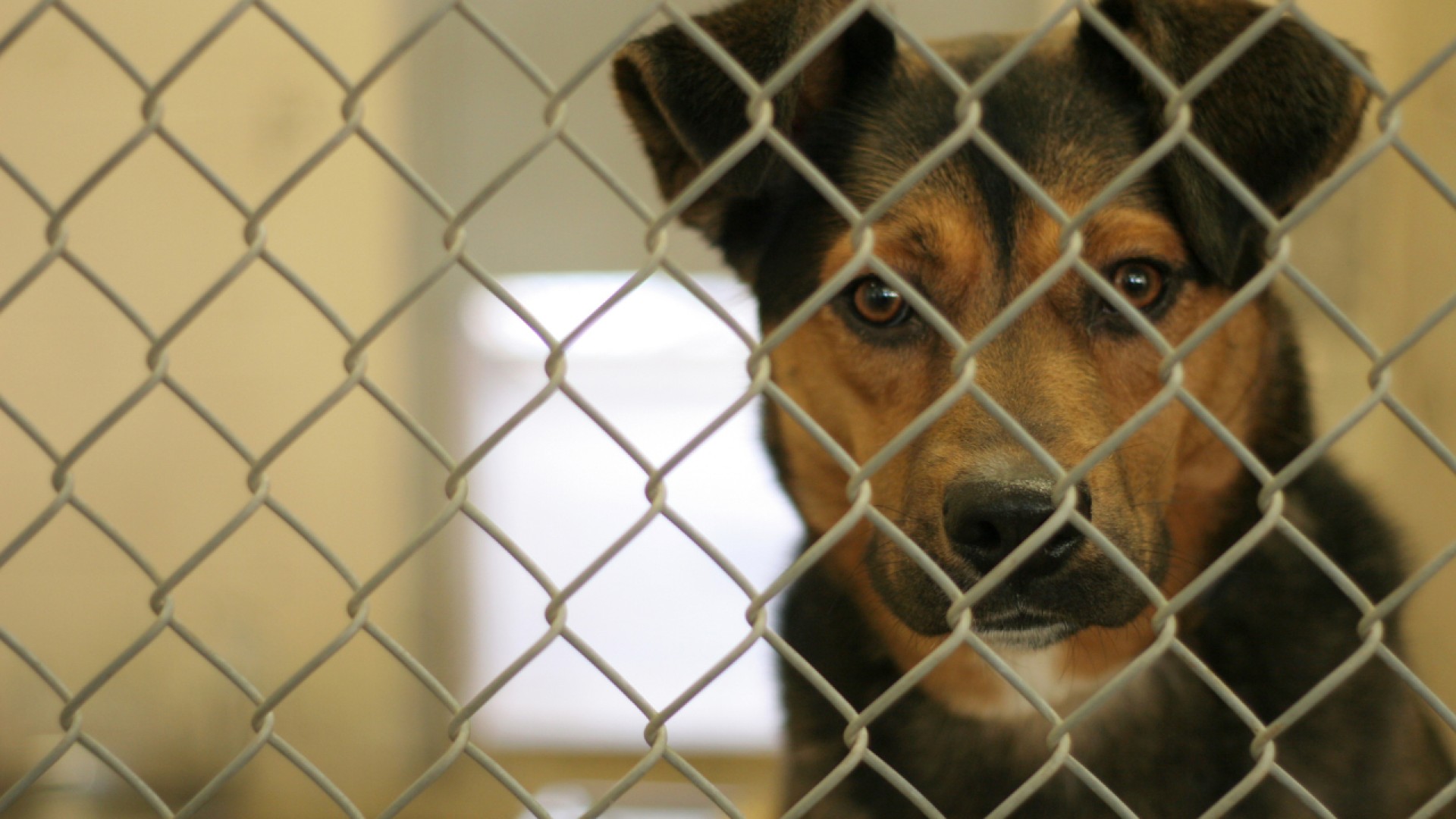 $23 for 2023: BARC slashes adoption fees as shelter reaches 'critical point'