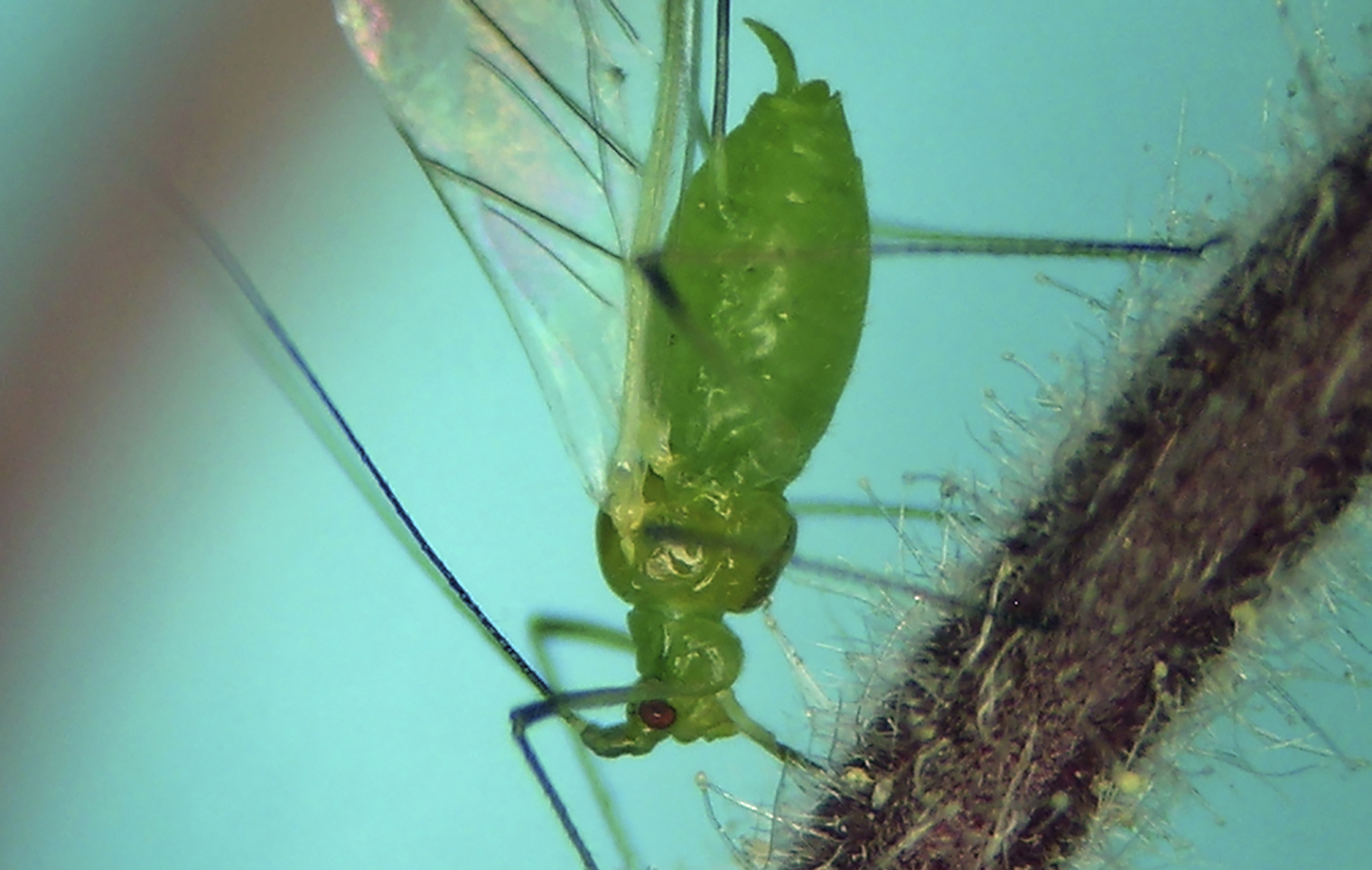 First smoky air, now clouds of bugs. Winged aphids invade New York City