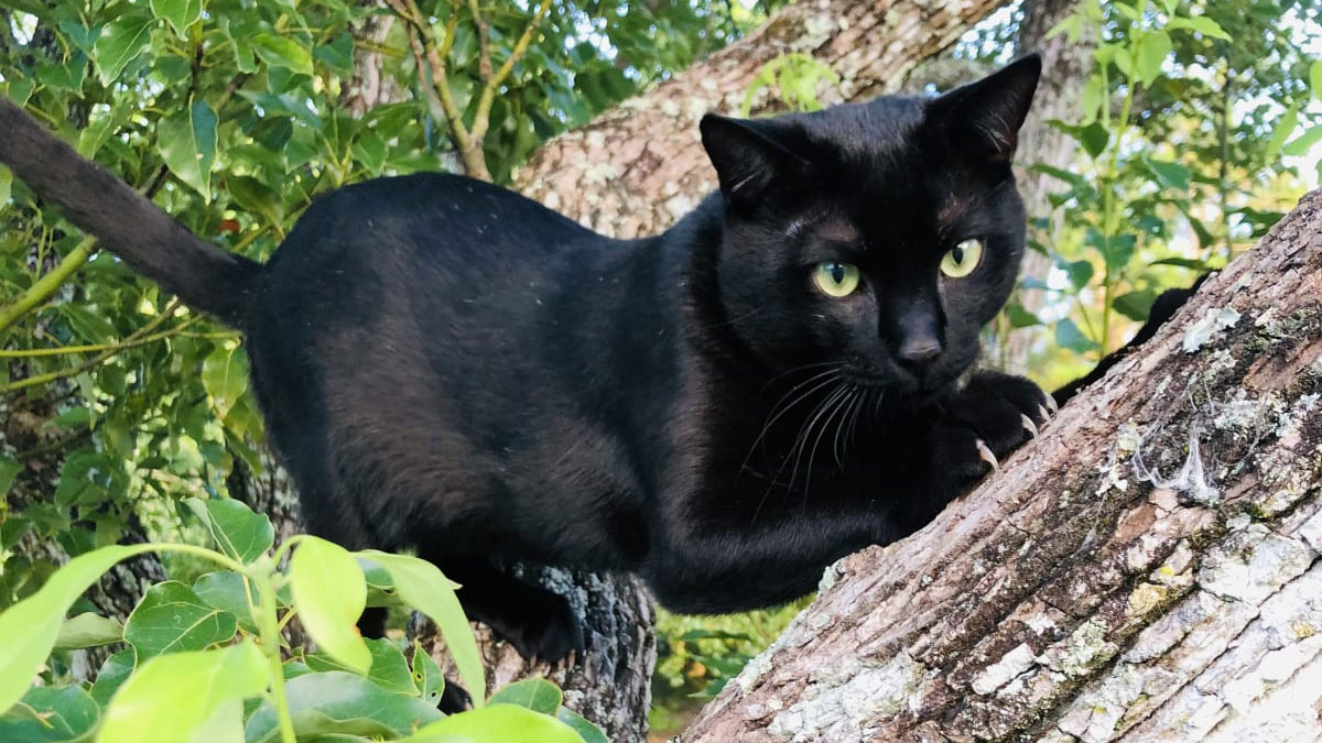 National Black Cat Day: Share your photos on SnapJAX