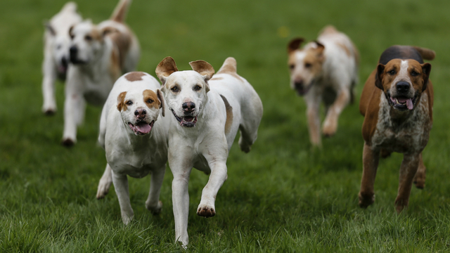 do you have to microchip puppies before selling