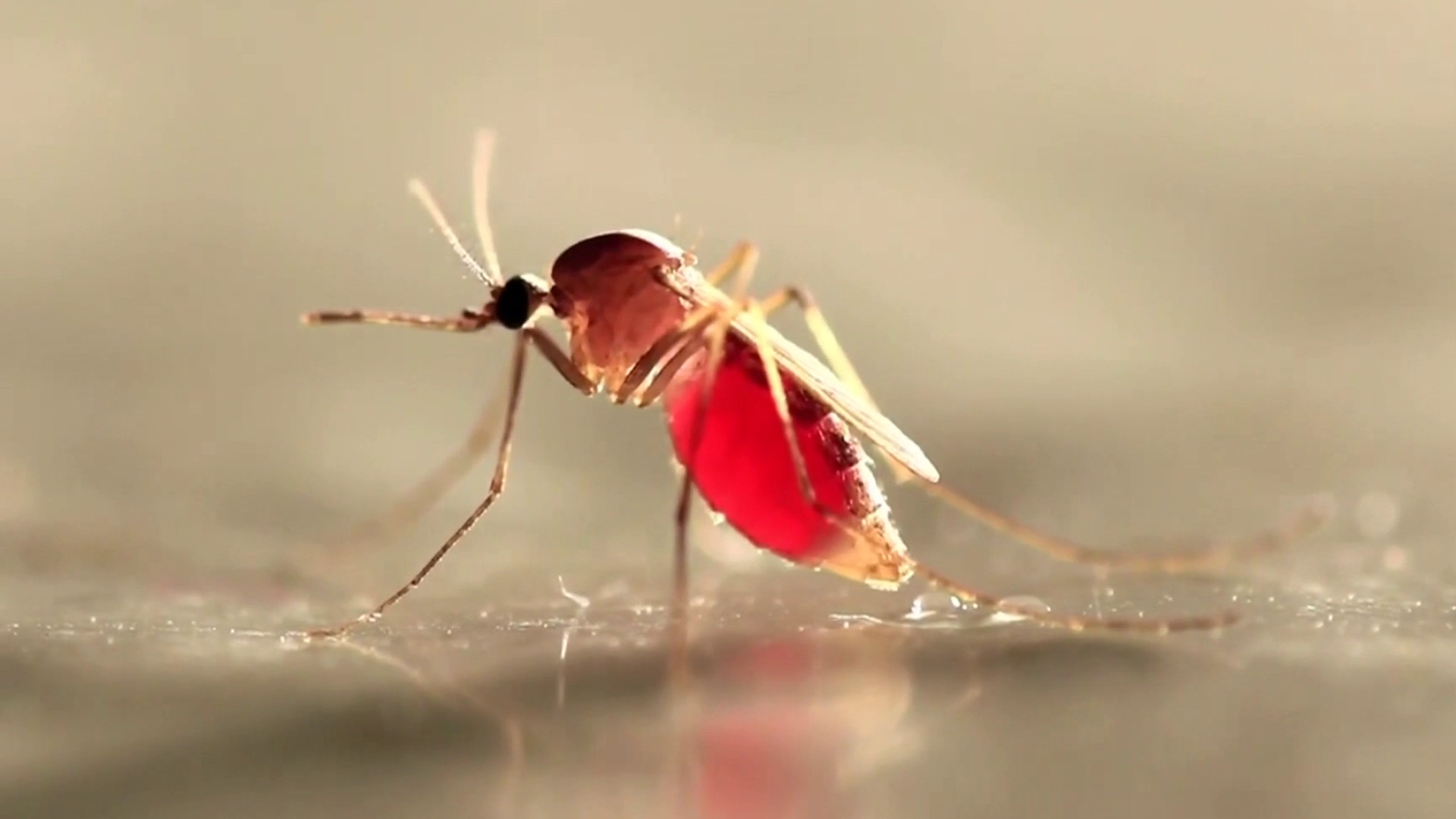 red mosquito