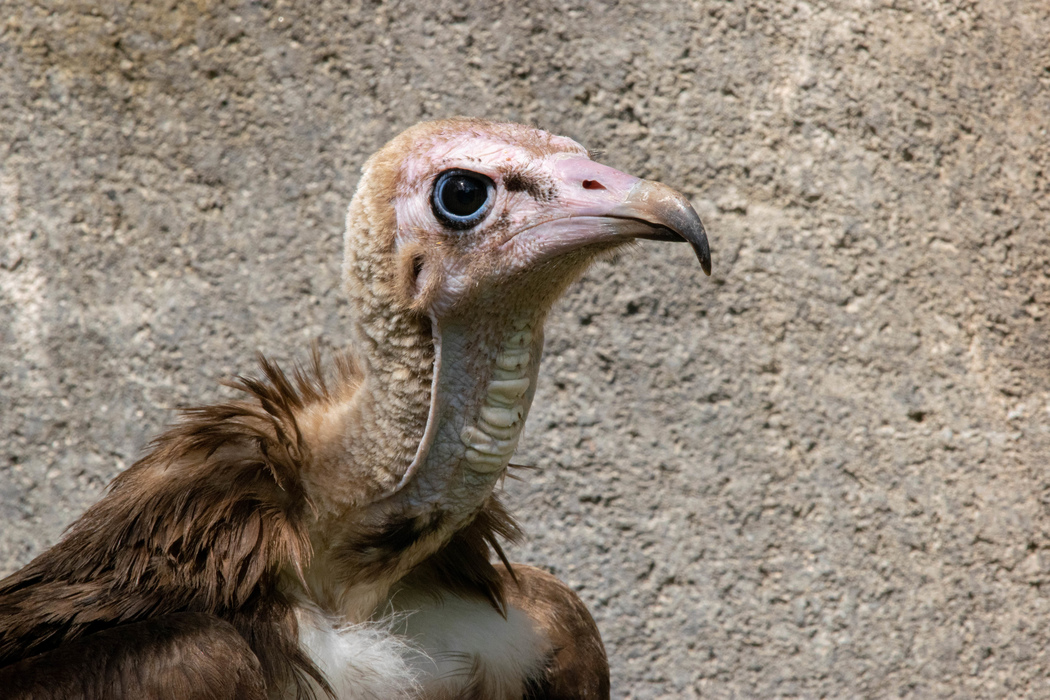 New home for endangered vultures in Eastern Cape