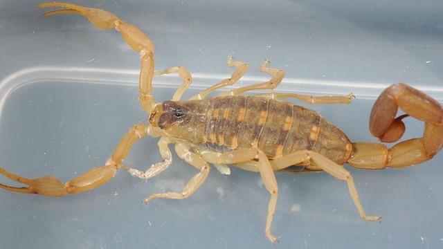 Texas scorpions: What to look out for and tips to avoid