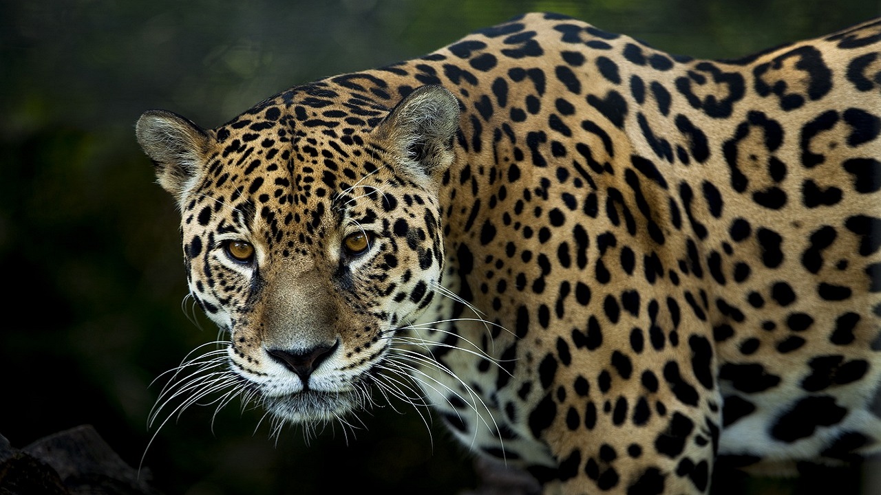 Arizona trail camera captures 8th jaguar seen in US since 1996