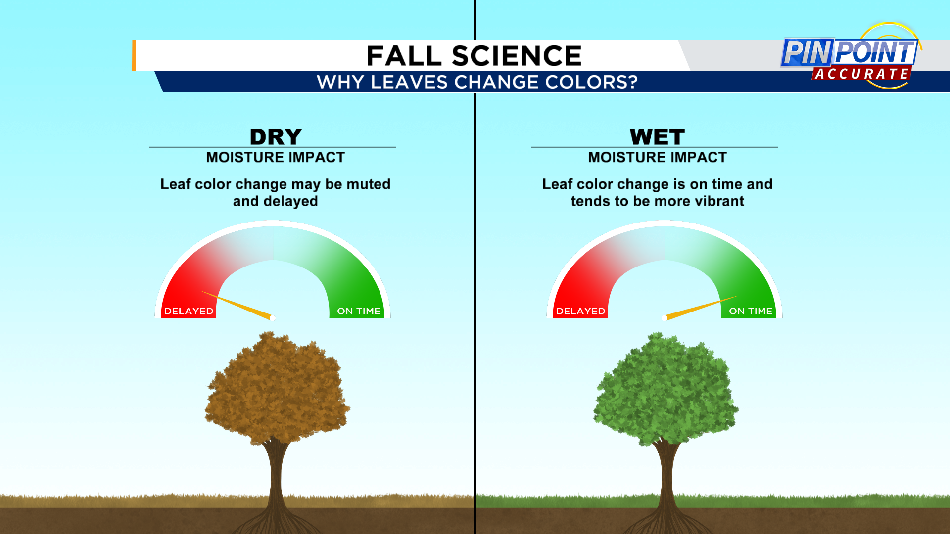 Why do leaves change color? The science explained