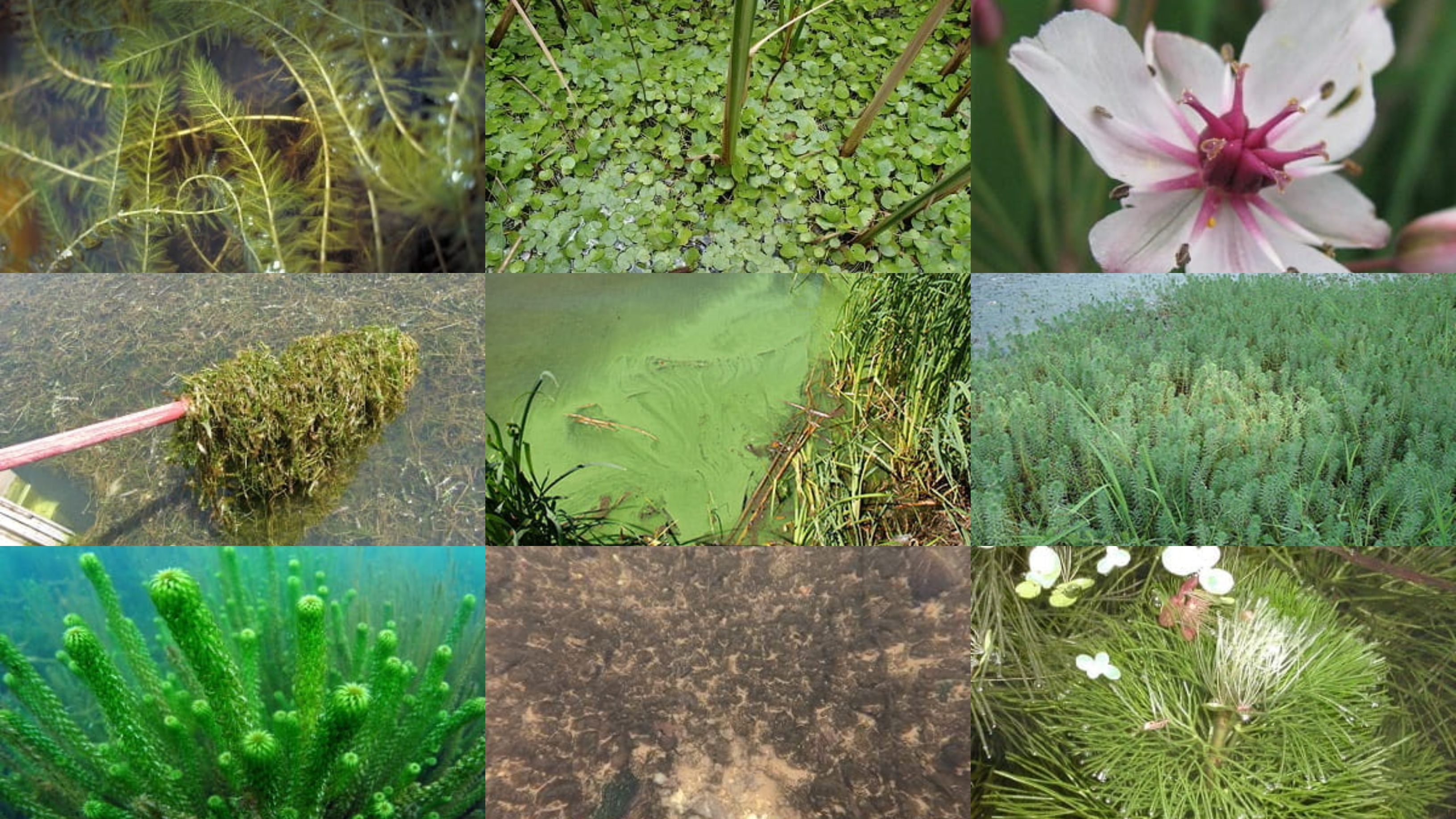 Four Leaf Clover  Pond Plants Online