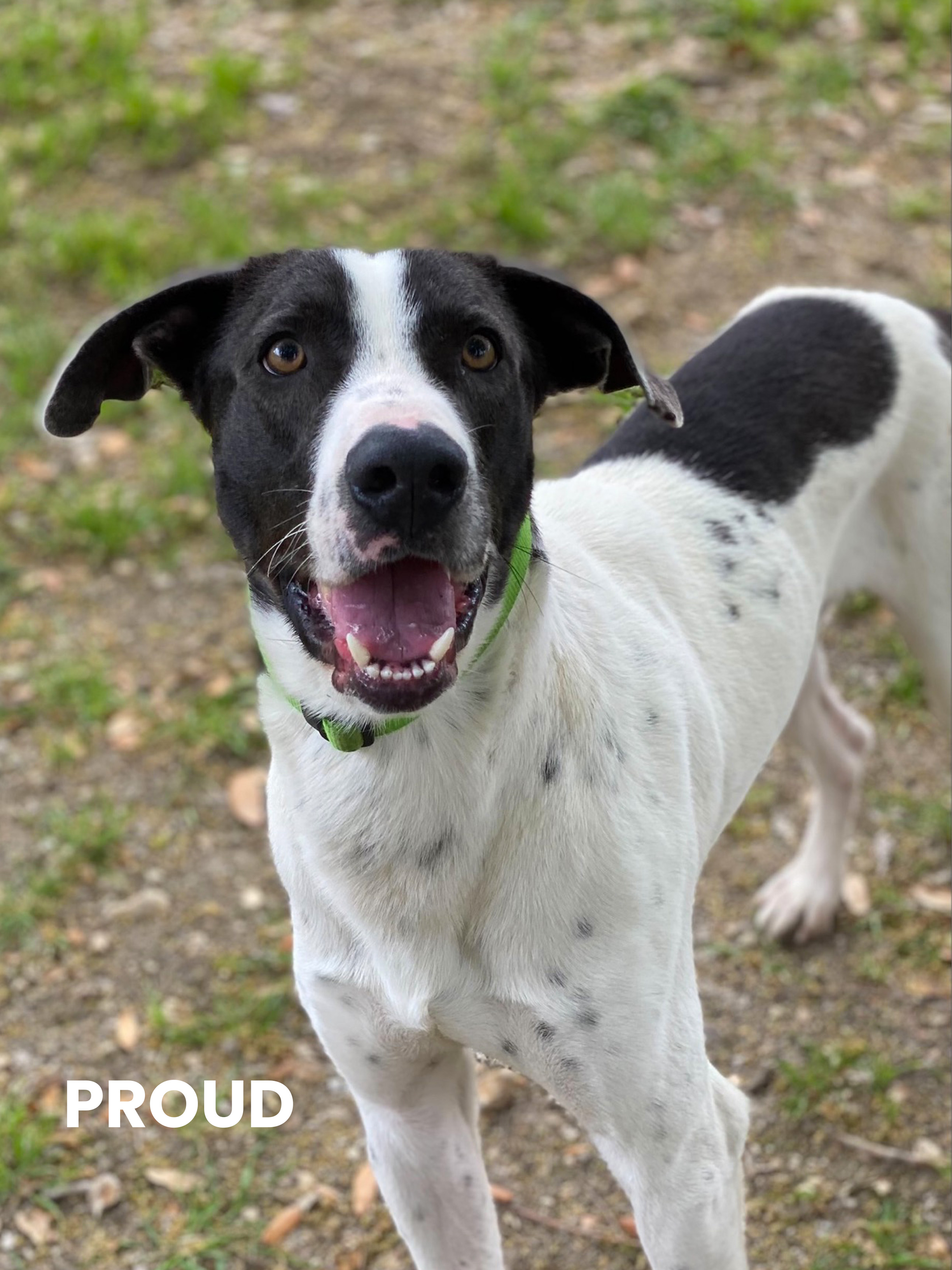 San Antonio S Animal Defense League Waiving Adopting Fees For All Adult Dogs In April