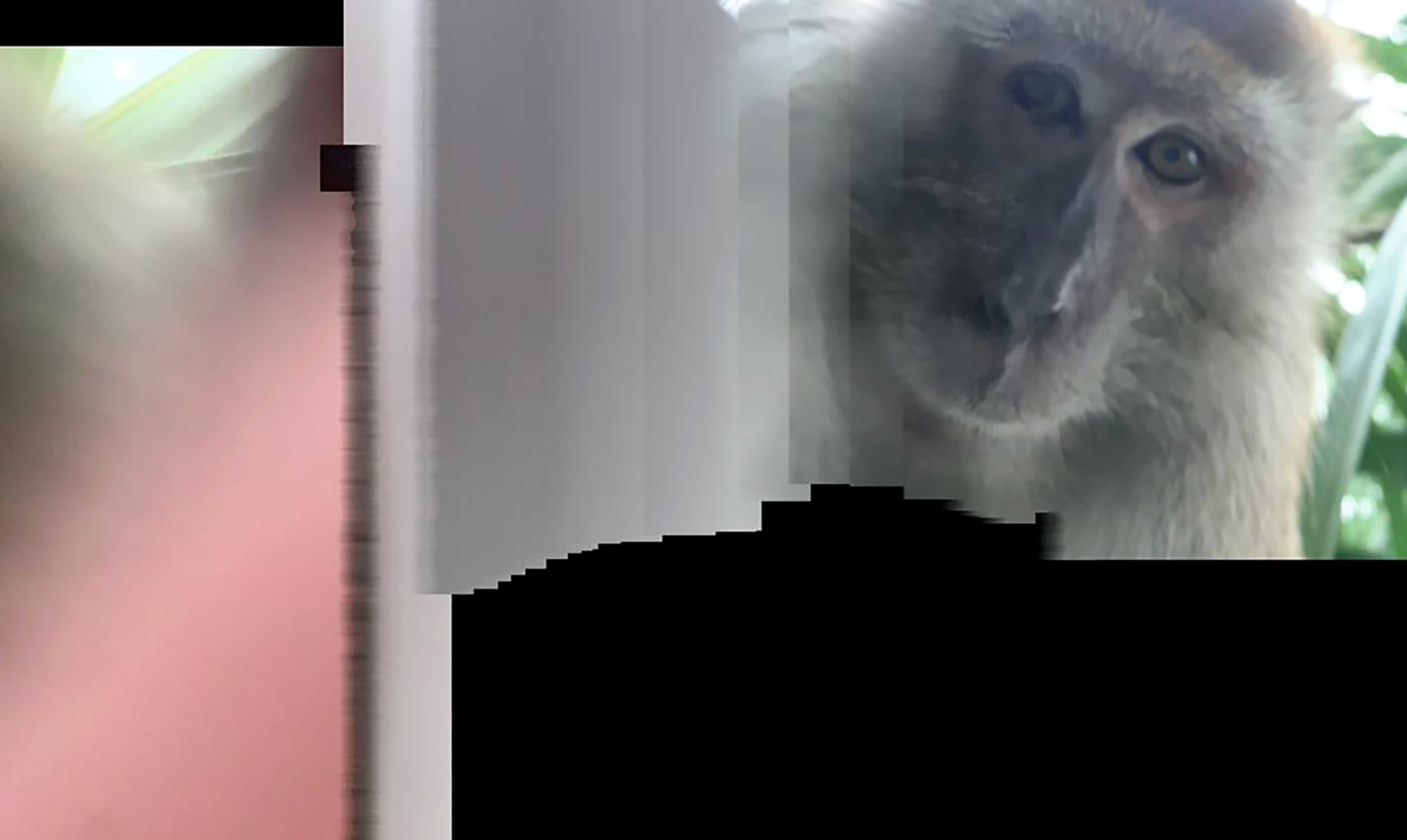 MONKEYS × Polee さるぼっくりー 015fa21263bad85d1246757fd44802