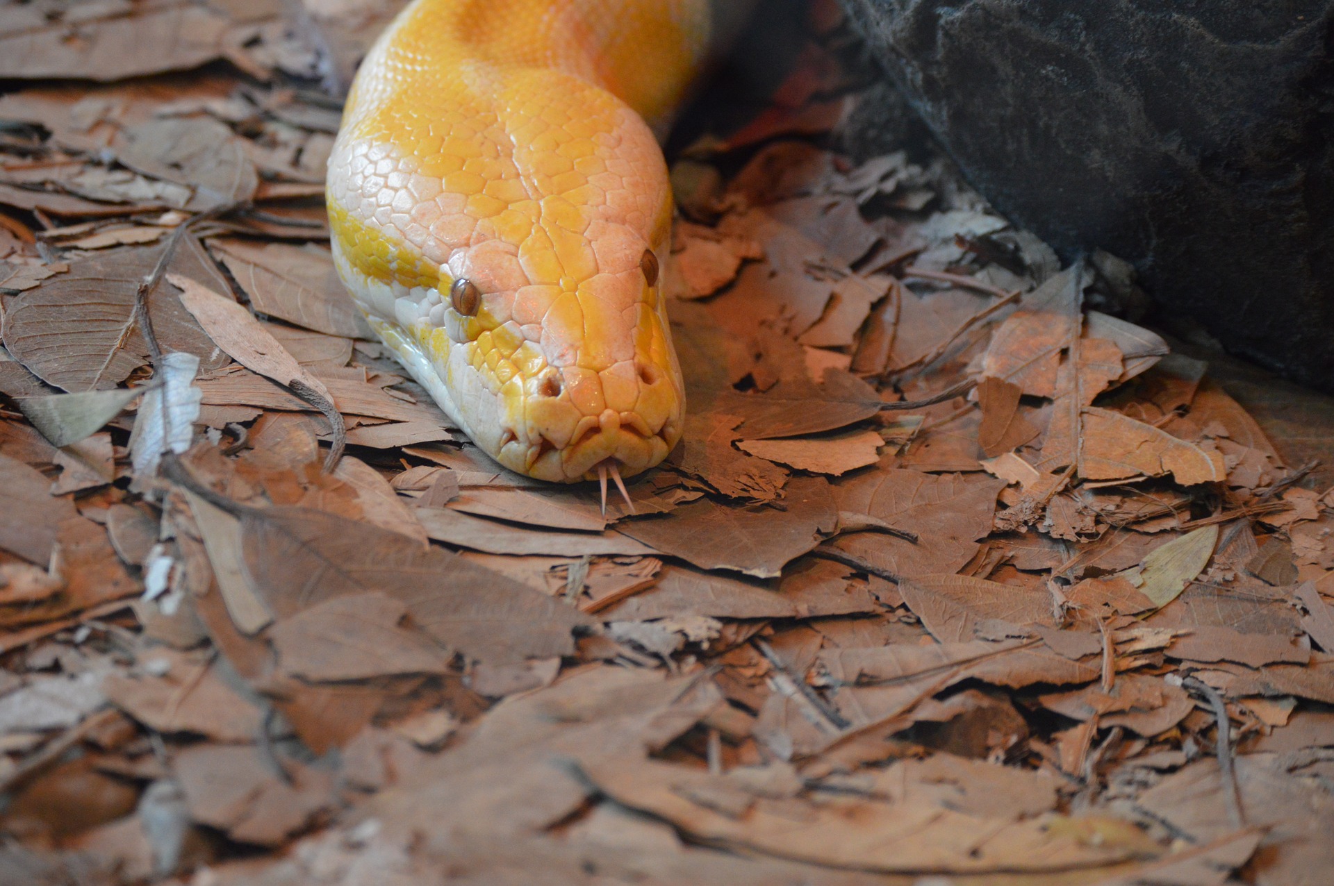 Albino Python