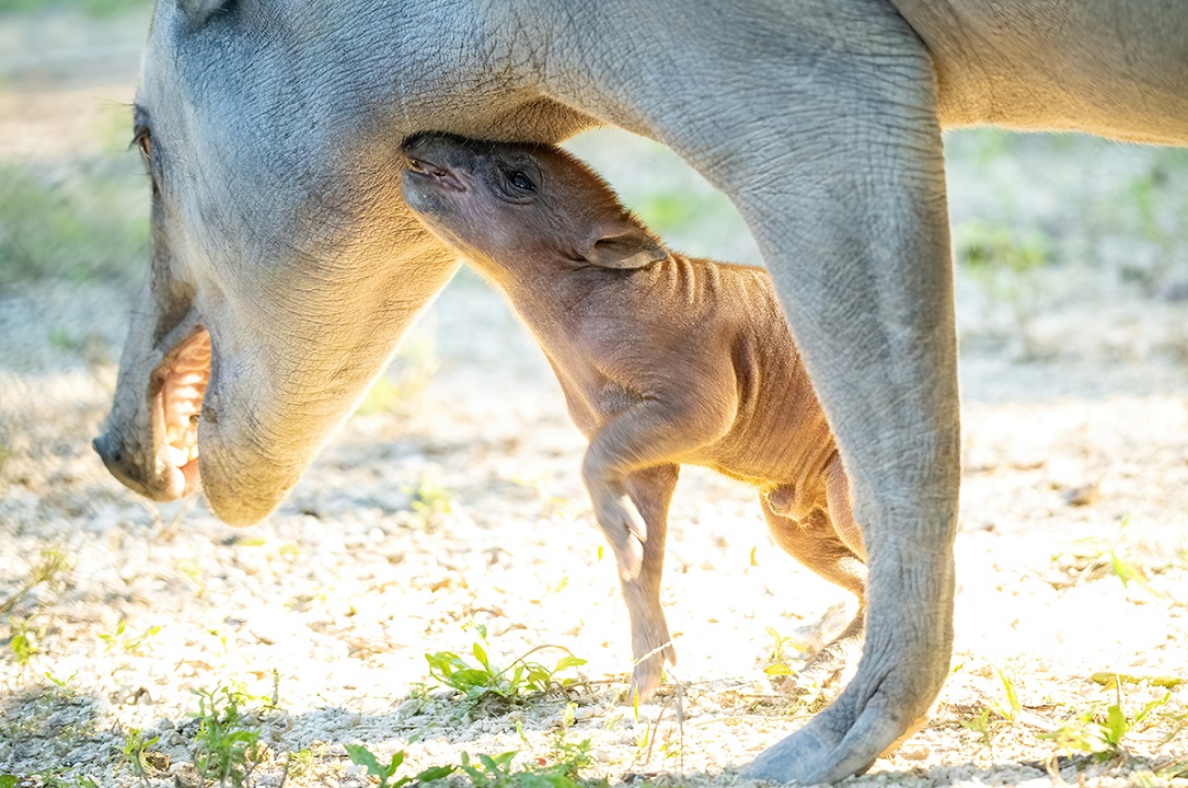 baby babirusa