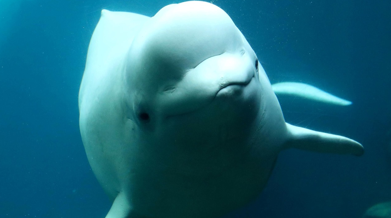 Independientemente primero Sumergido SeaWorld Orlando welcomes Nunavik, newest beluga whale