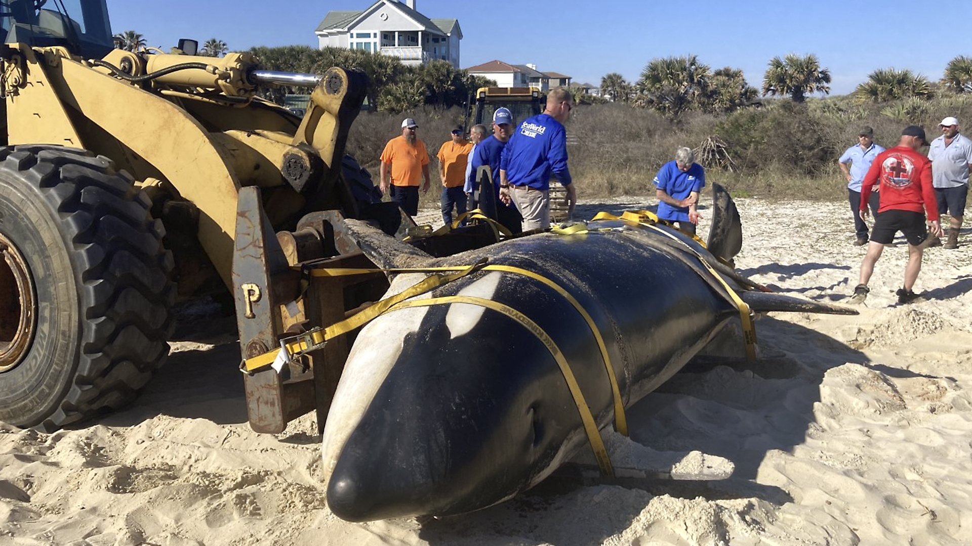 Why more dead whales are washing up on U.S. beaches : NPR