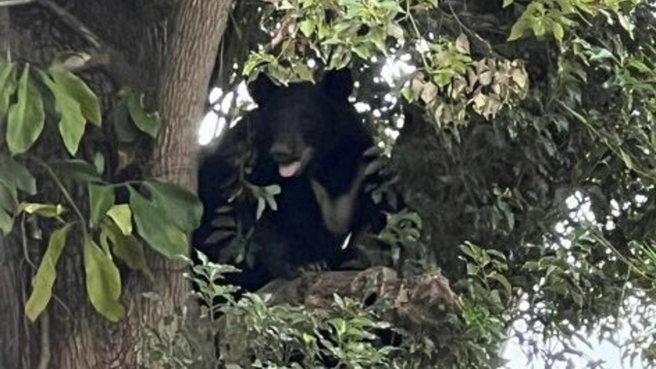 Black bear spotted in tree at Lake Eola Park in downtown Orlando – Orlando  Sentinel