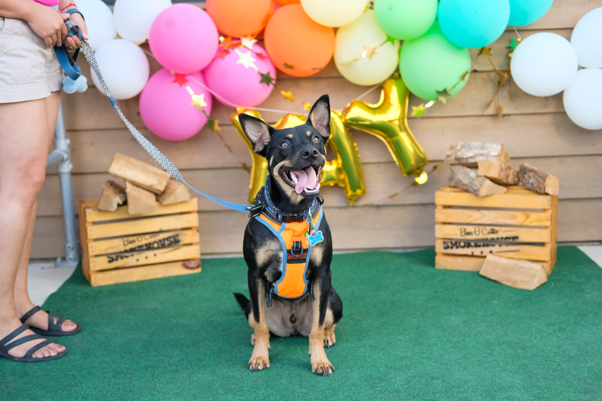 Dog costume contest at Howl-O-Ween Fest