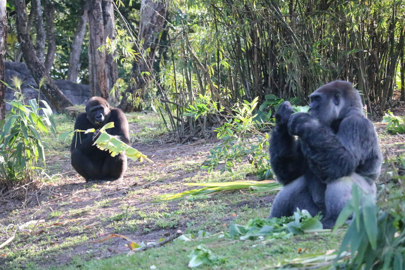 Gorillas at Disney's Animal Kingdom open special gifts for the holidays -  Good Morning America