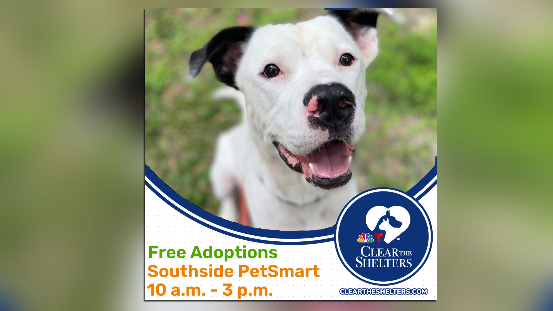 Free Feline Adoption Event - Southside PetSmart - Jacksonville Humane  Society