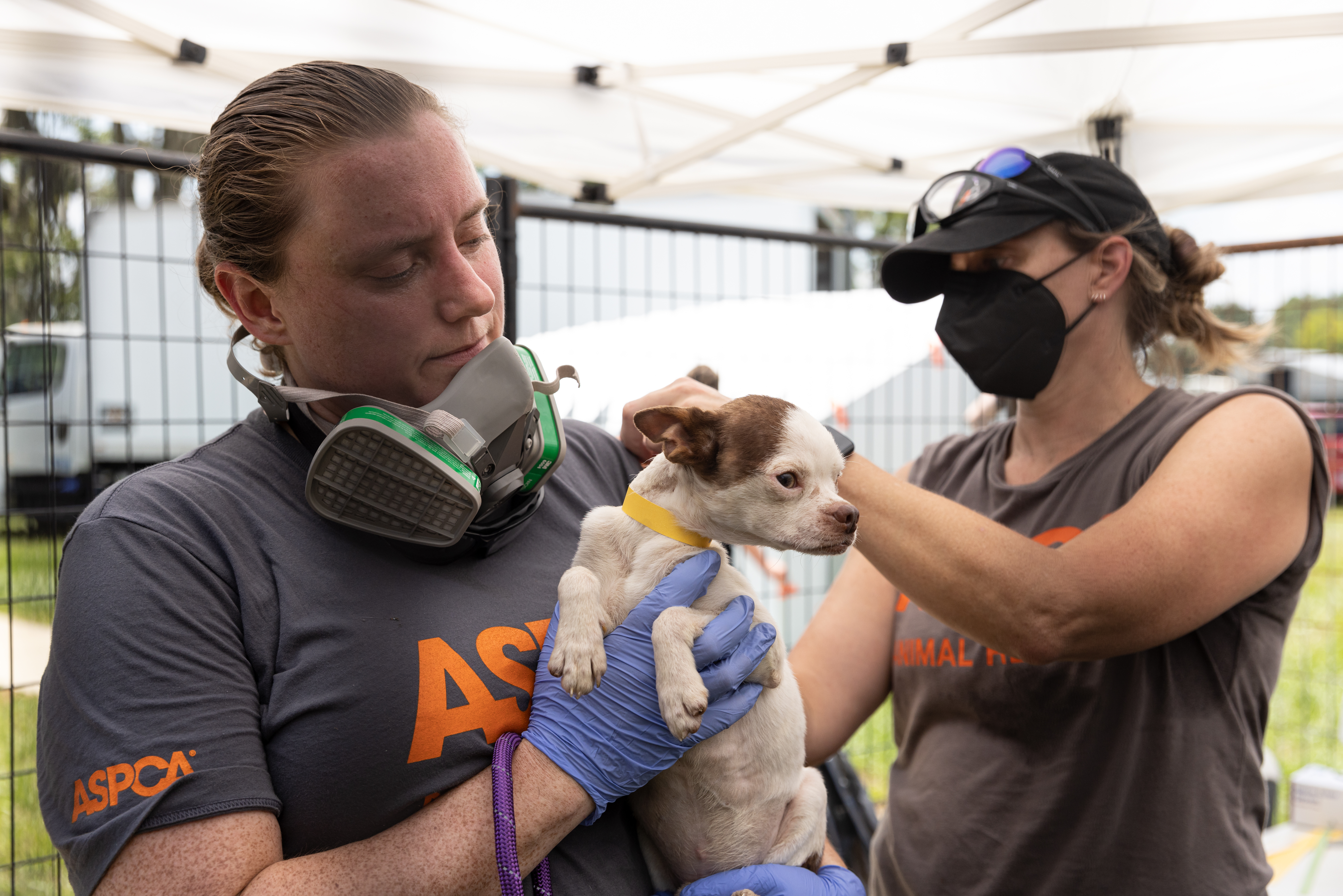 Aspca 2024 rescue dogs