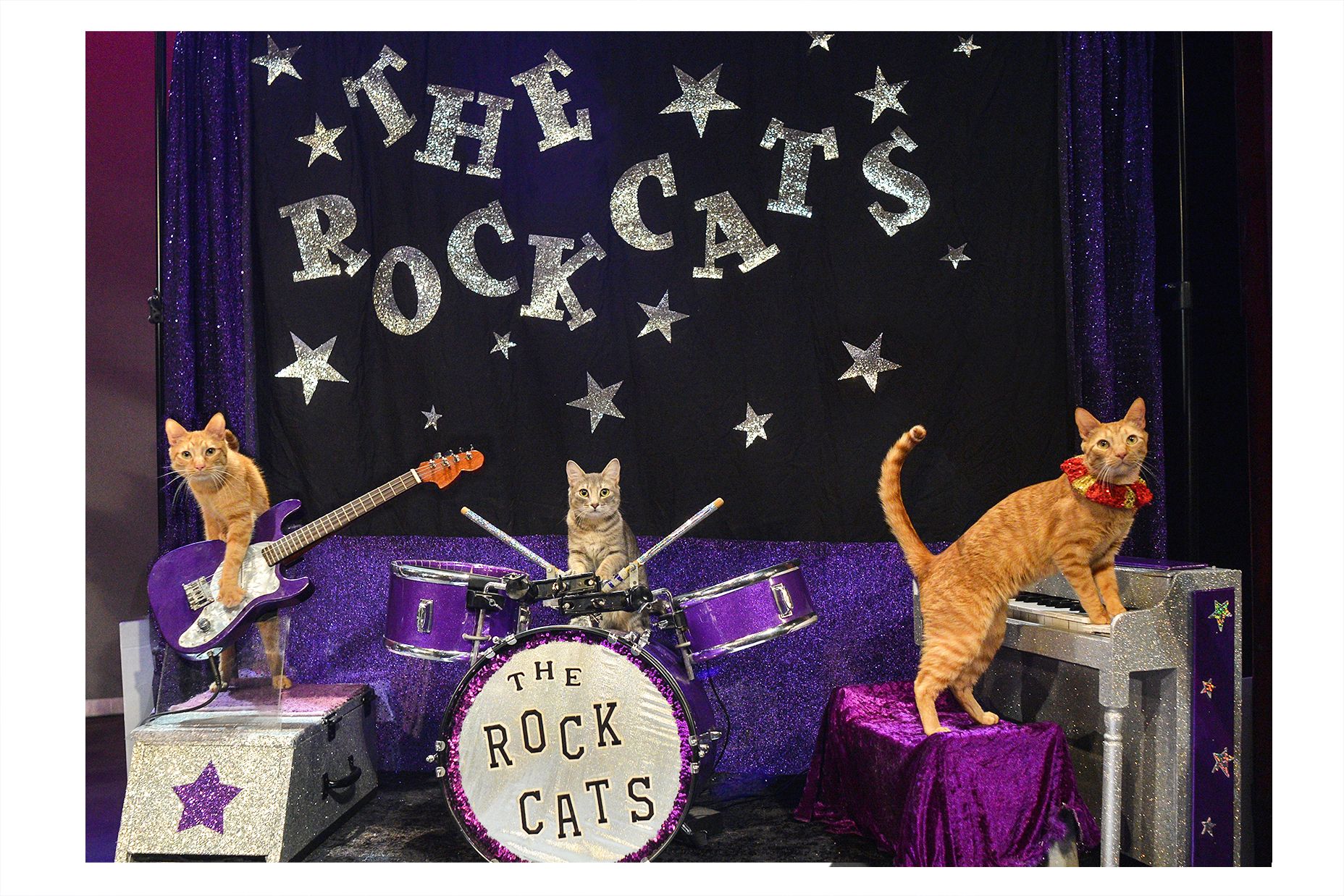 Rescue cats take center stage in this Orlando show