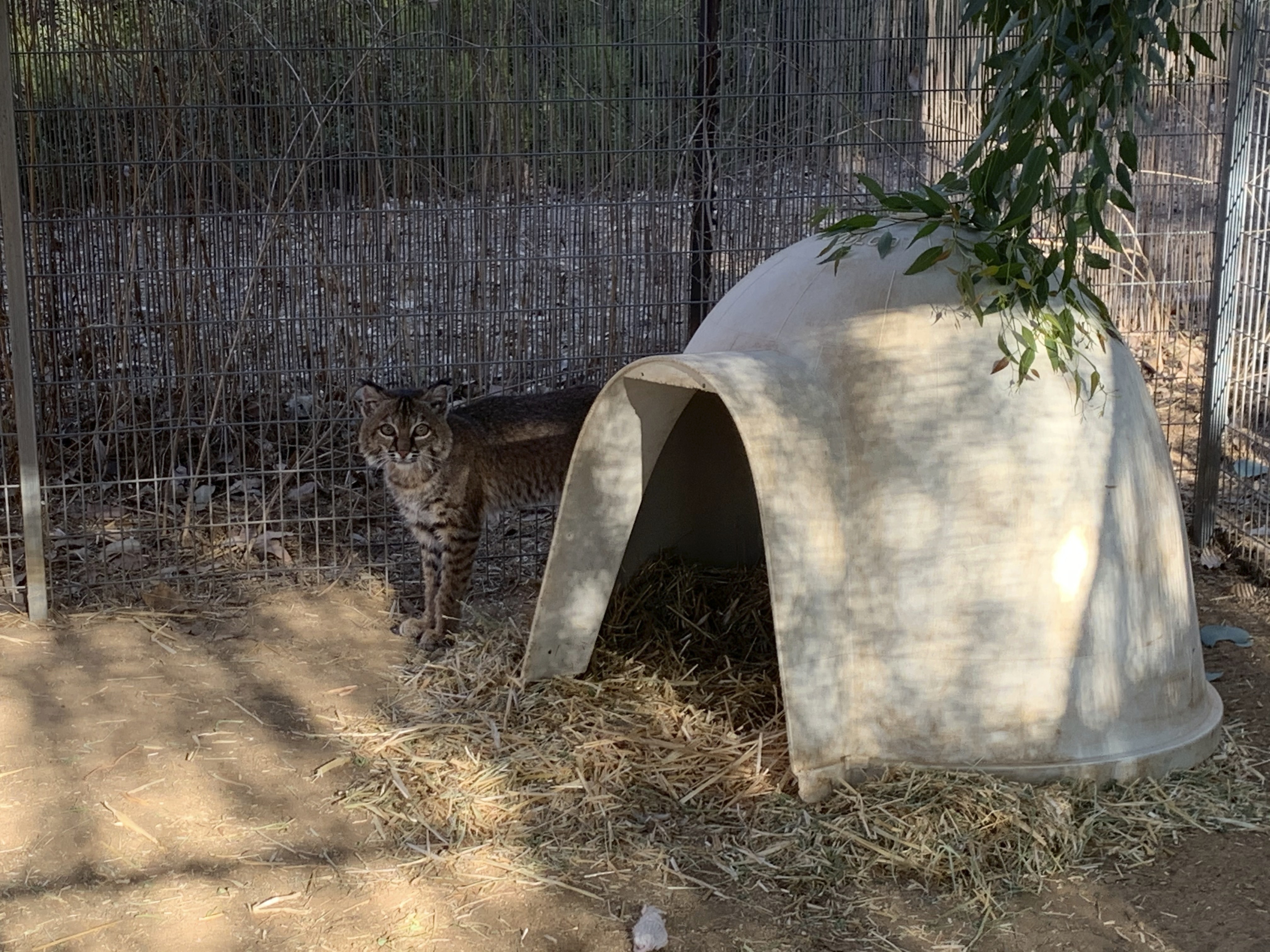 Bobcat Spotted In Orange County 