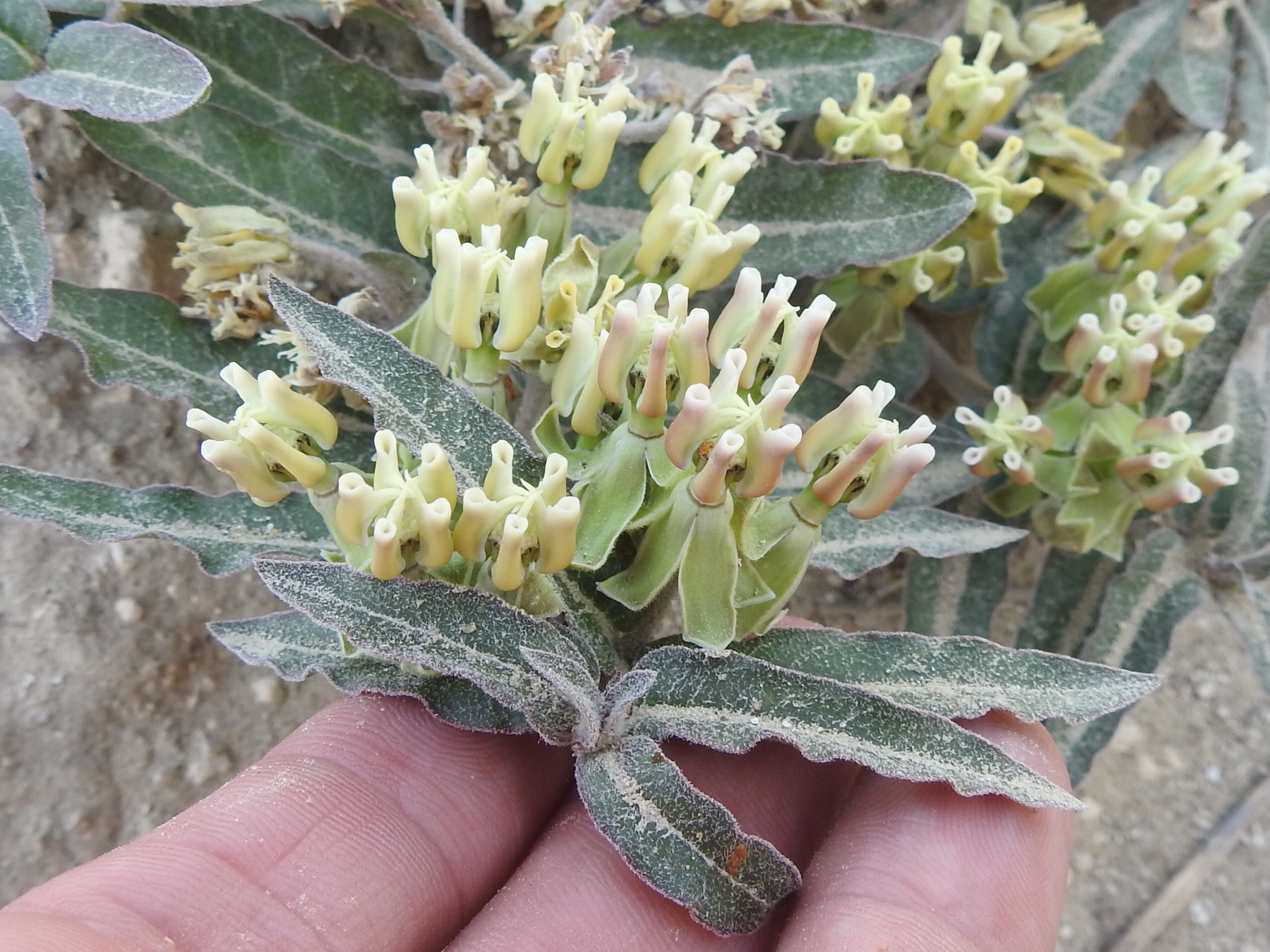 Texas milkweed listed as an endangered species by Fish and Wildlife Service