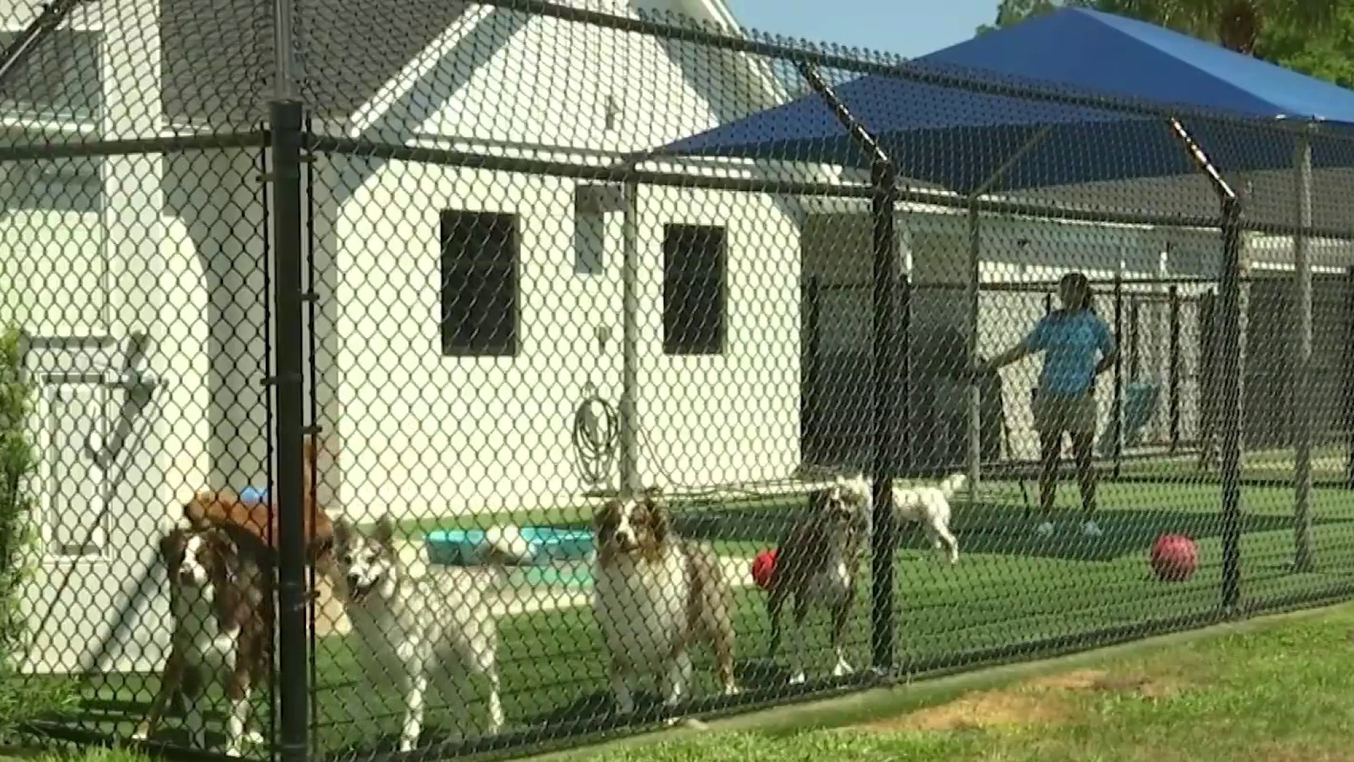 How Many Dogs Can You Have Before Needing A Kennel License