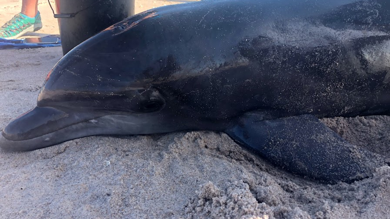 Winter the Dolphin - Clearwater Marine Aquarium