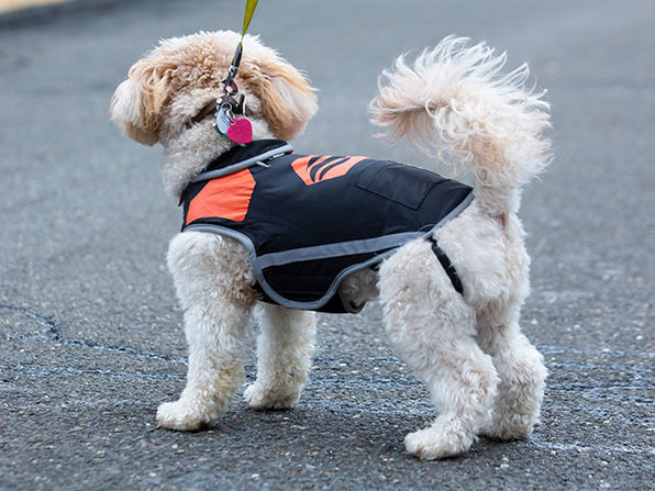 Dog Vest Harness. Bengals Dog Vest Harness. Small Breed 