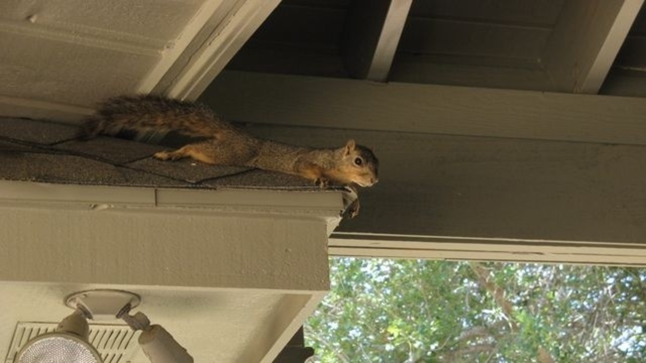 Squirrels are 'splooting' to beat the heat