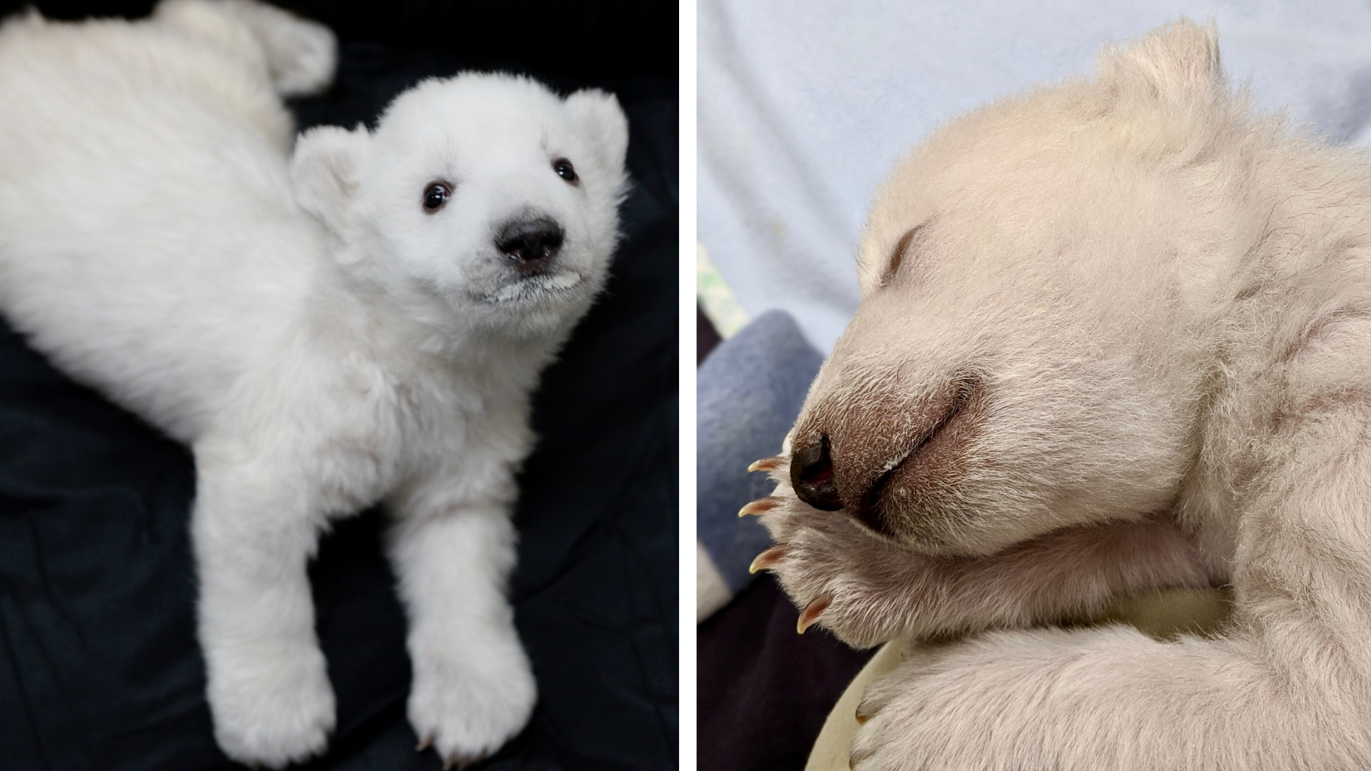 Georgian Porn Zoo - 2 polar bear cubs born, raised at Detroit Zoo for first time in years