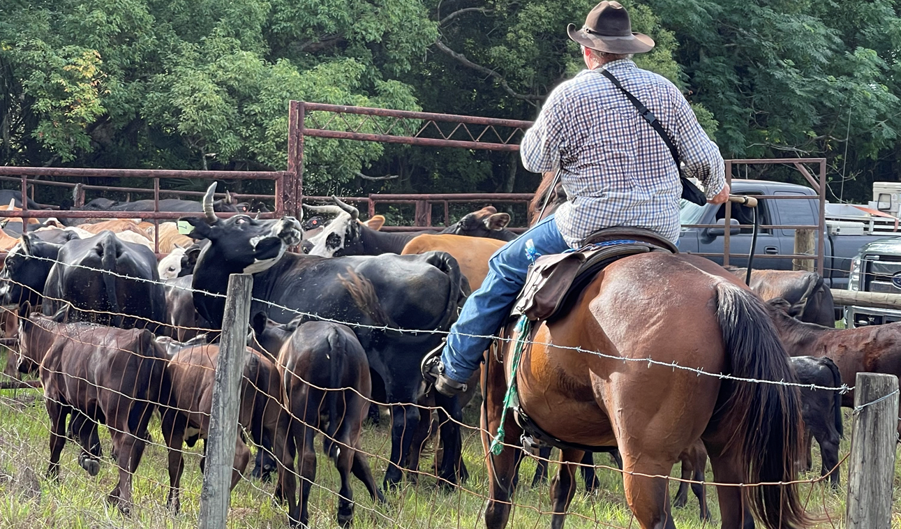 Livestock deaths from lightning have shocking costs for cattle ranchers