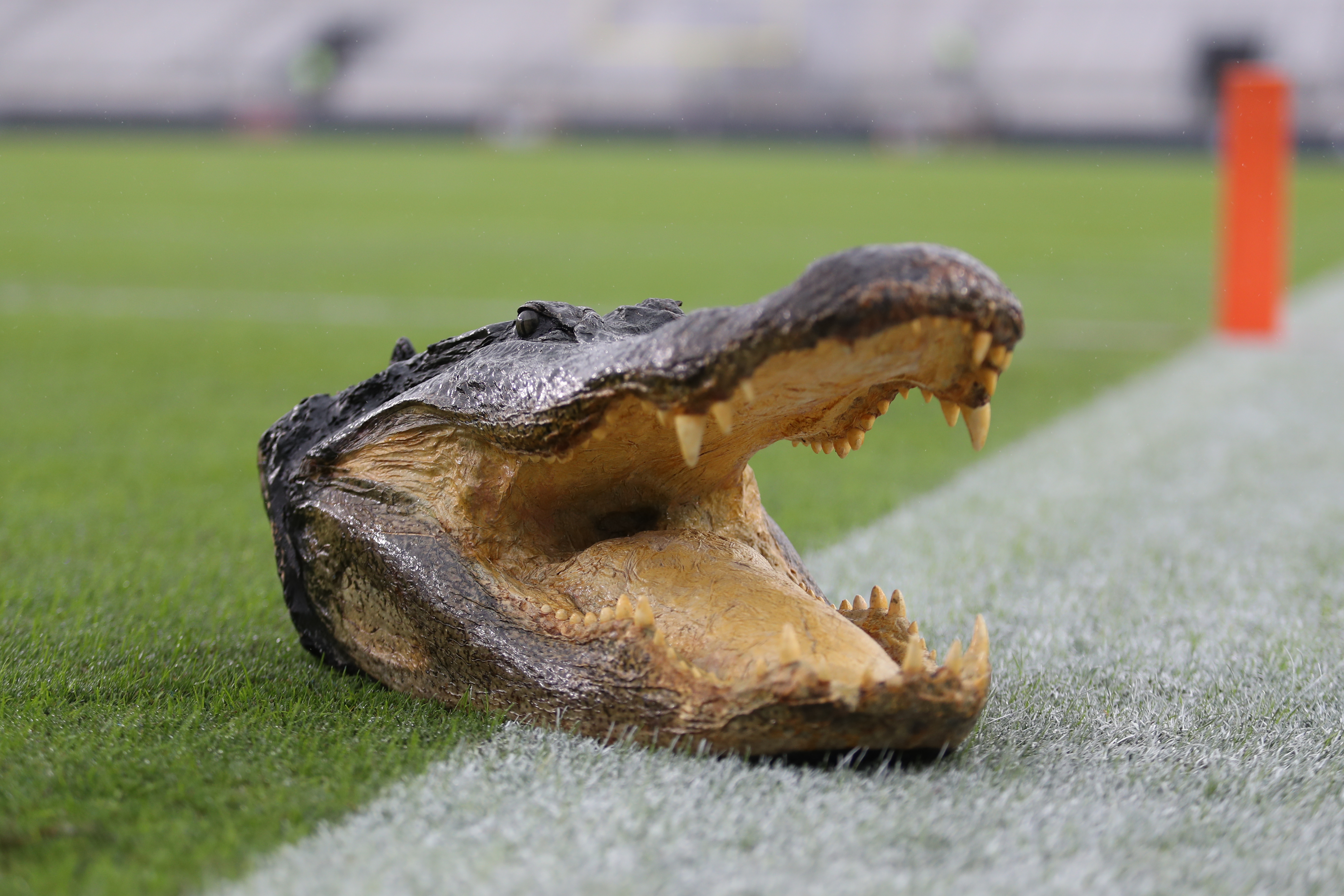 Gators sweep CYFL – E.A. Sports Today