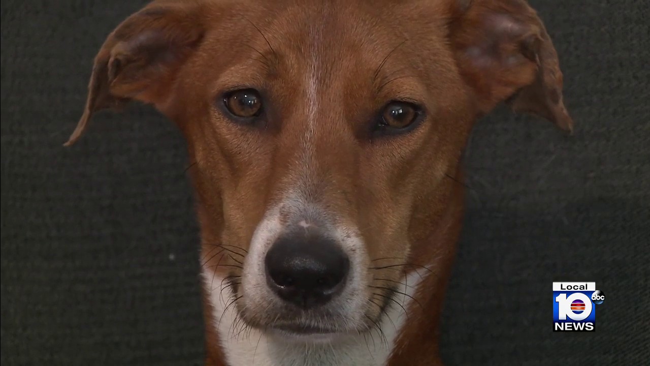 What Breed Of Dog Is In The Land Rover Commercial