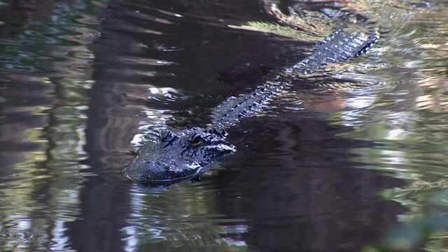 Florida 42, USF 20: Gators trample Bulls early, stumble in second half -  Alligator Army