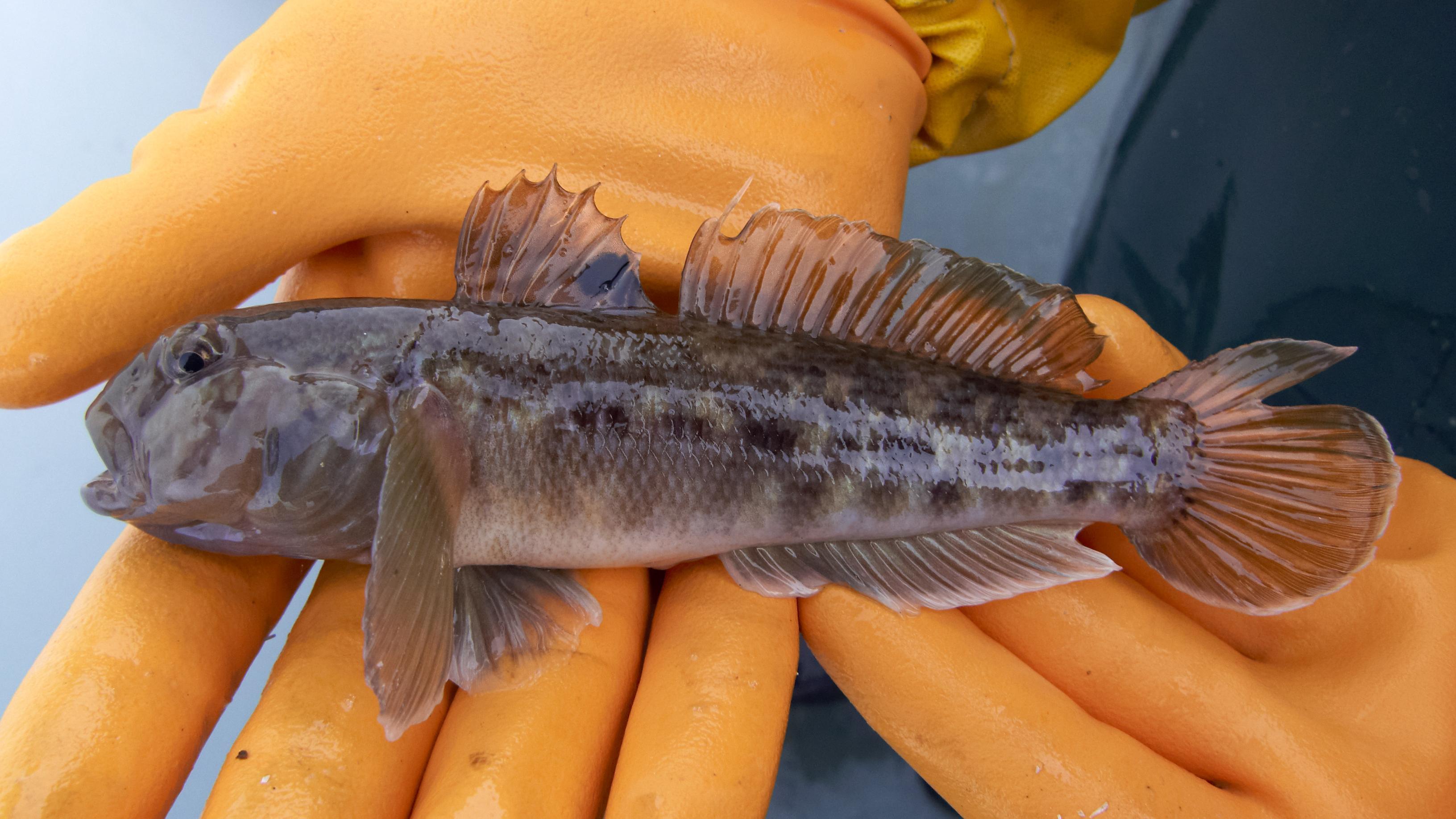 Meet the 17 invasive fish Michigan residents should know about