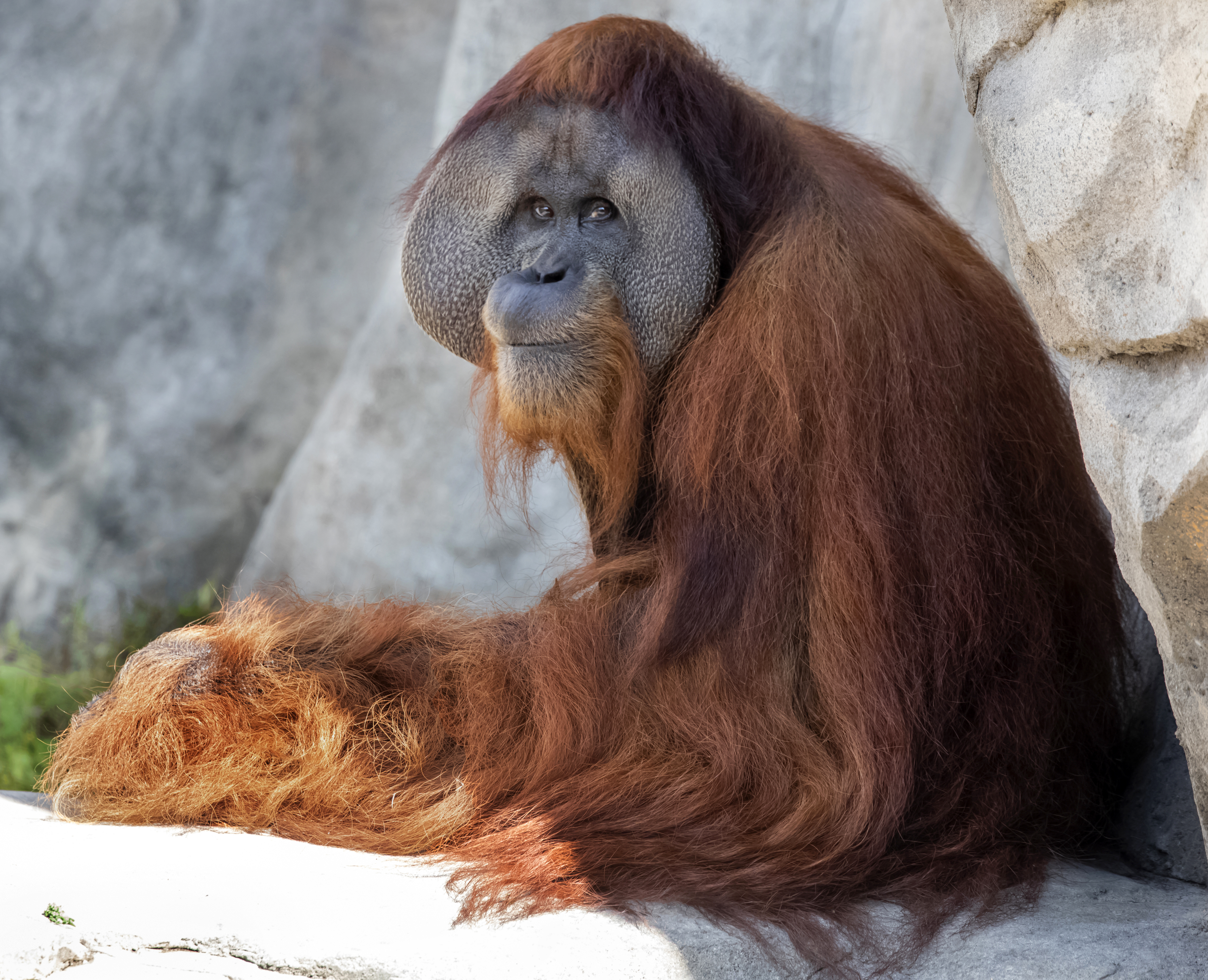 Endangered orangutan in New Orleans expecting twins