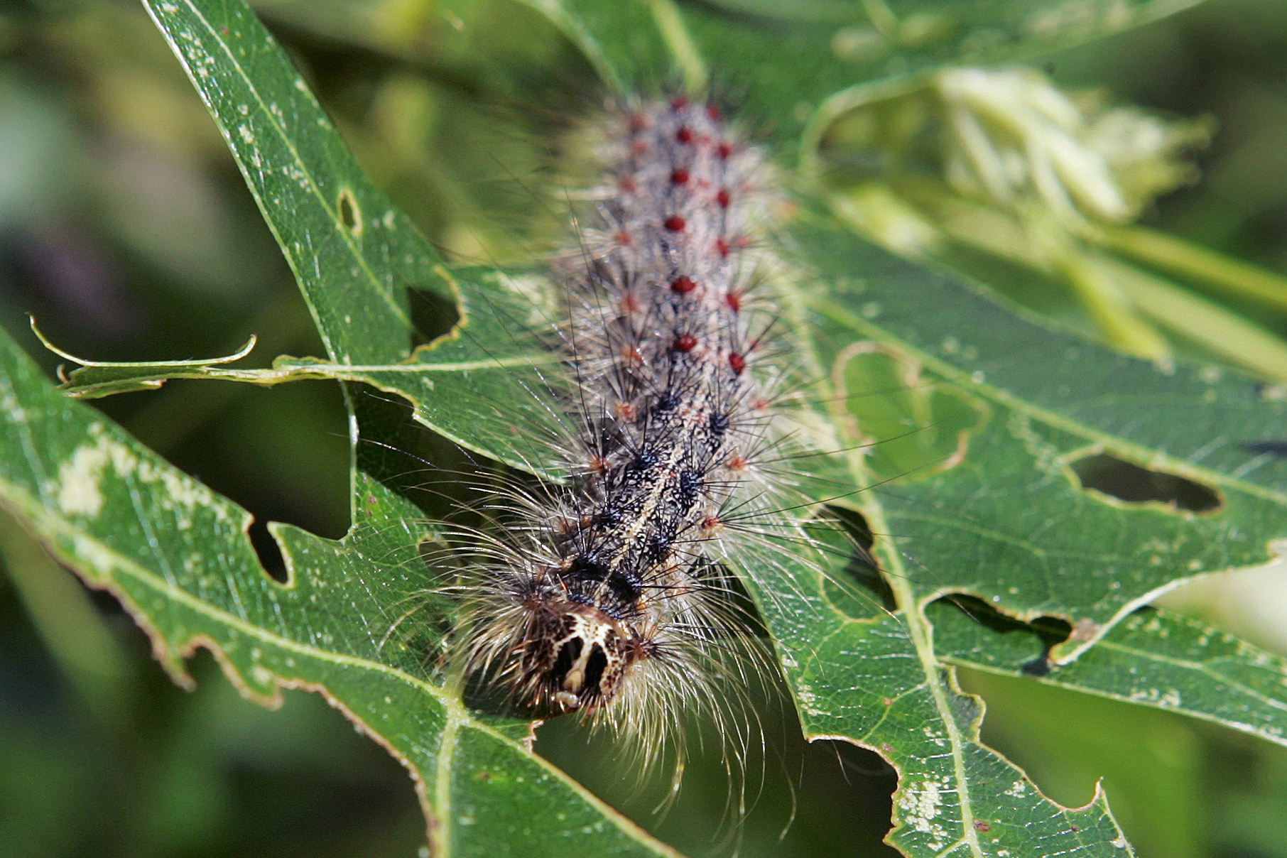 Meet Michigan's 8 invasive insects: What they are, the damage they