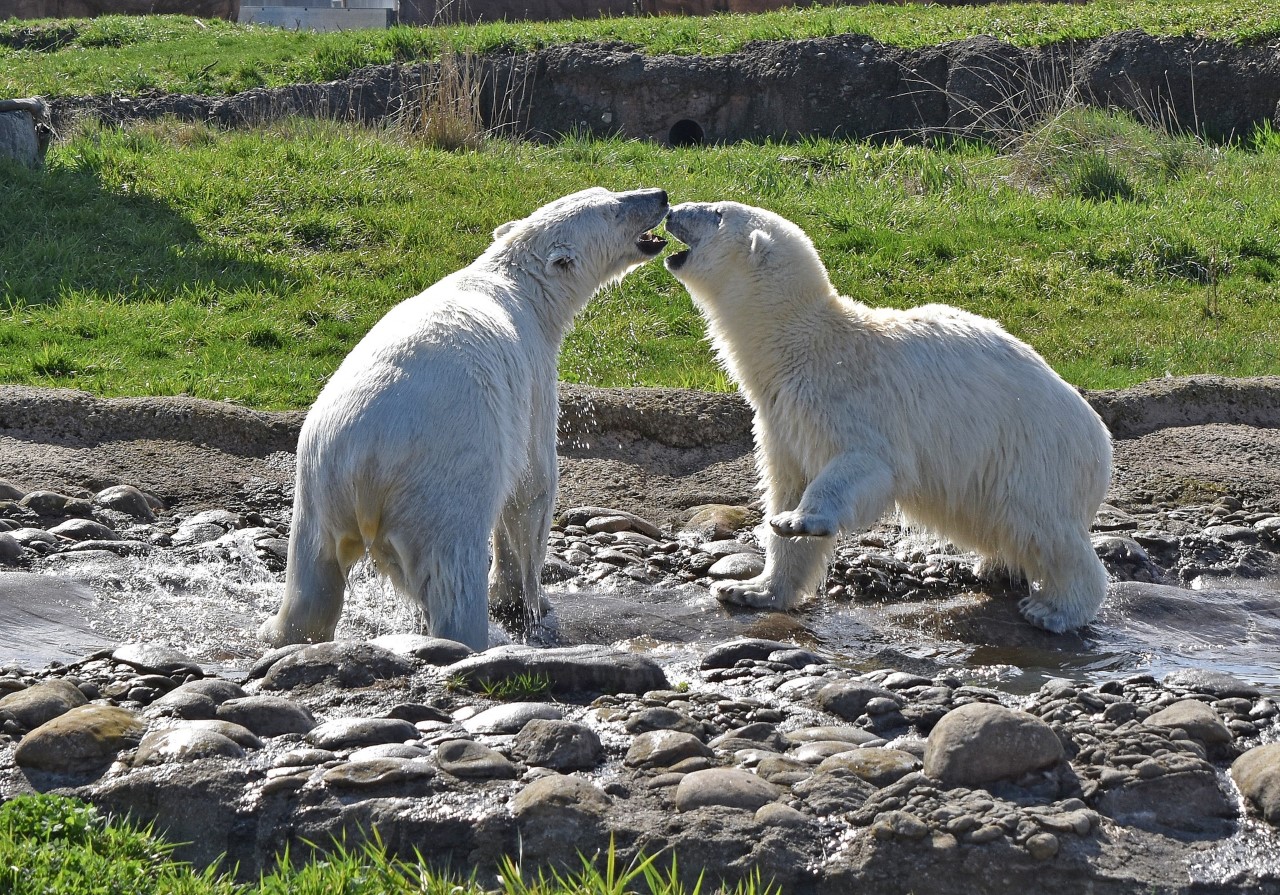 polar bear zoo habitat