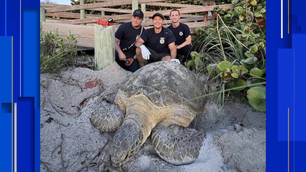 More than 800 turtles rescued from storm drains along Jersey Shore