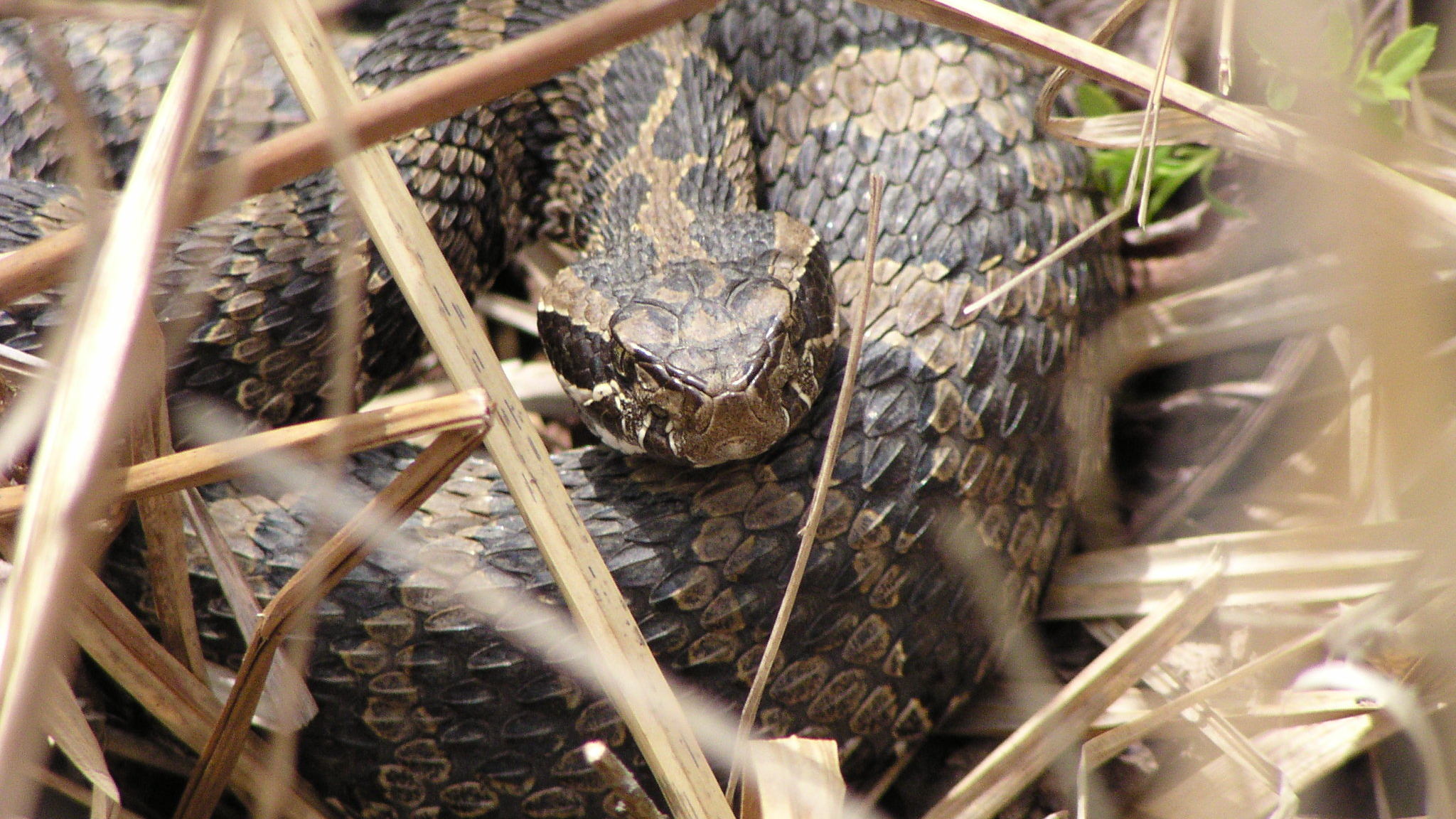 One Does Not Look Like the Other: The Red Rat Snakes of the