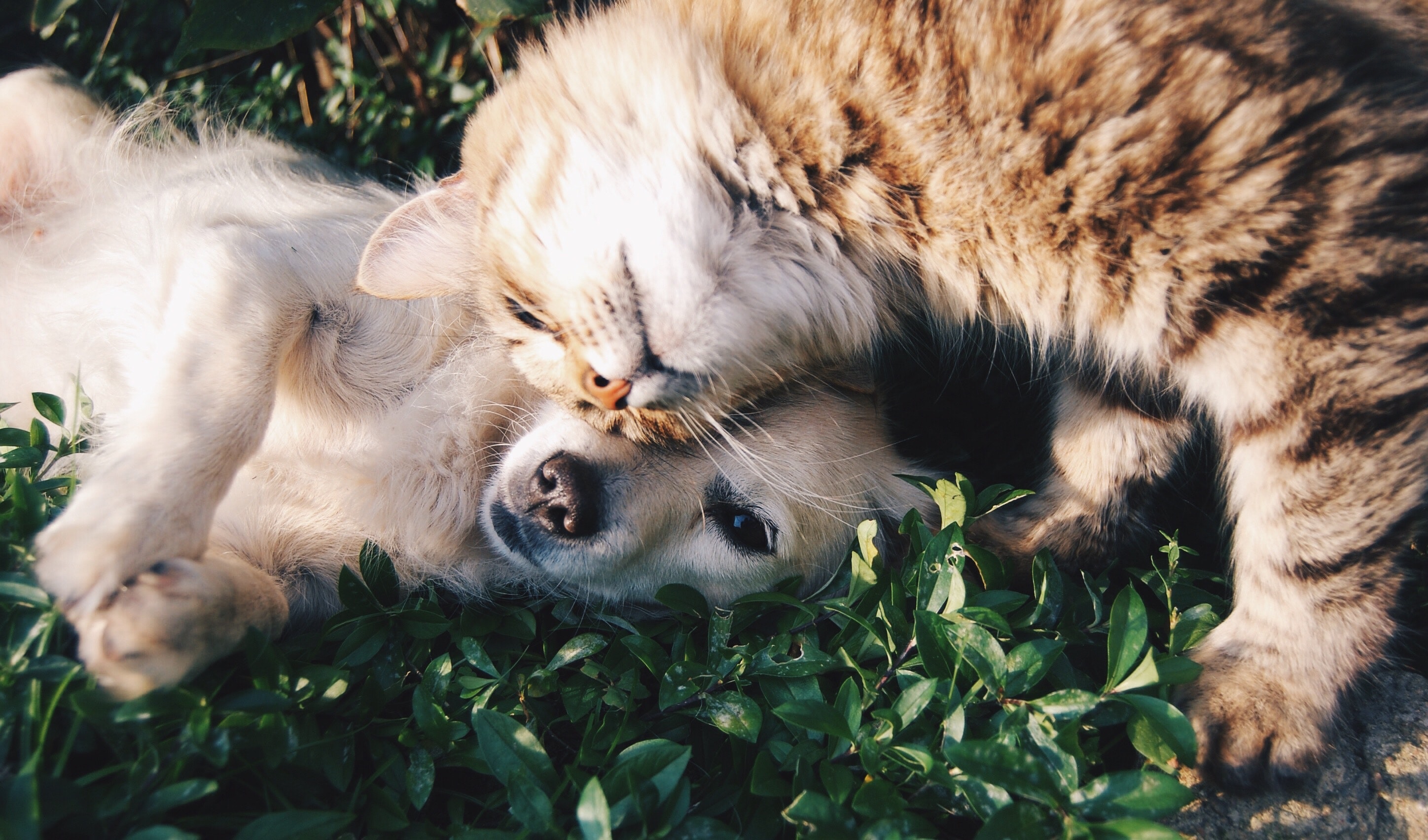The Most Popular Cats & Dogs in America