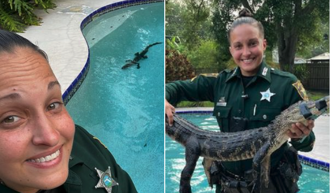 Gator wrangled by deputies before entering busy Seminole County intersection