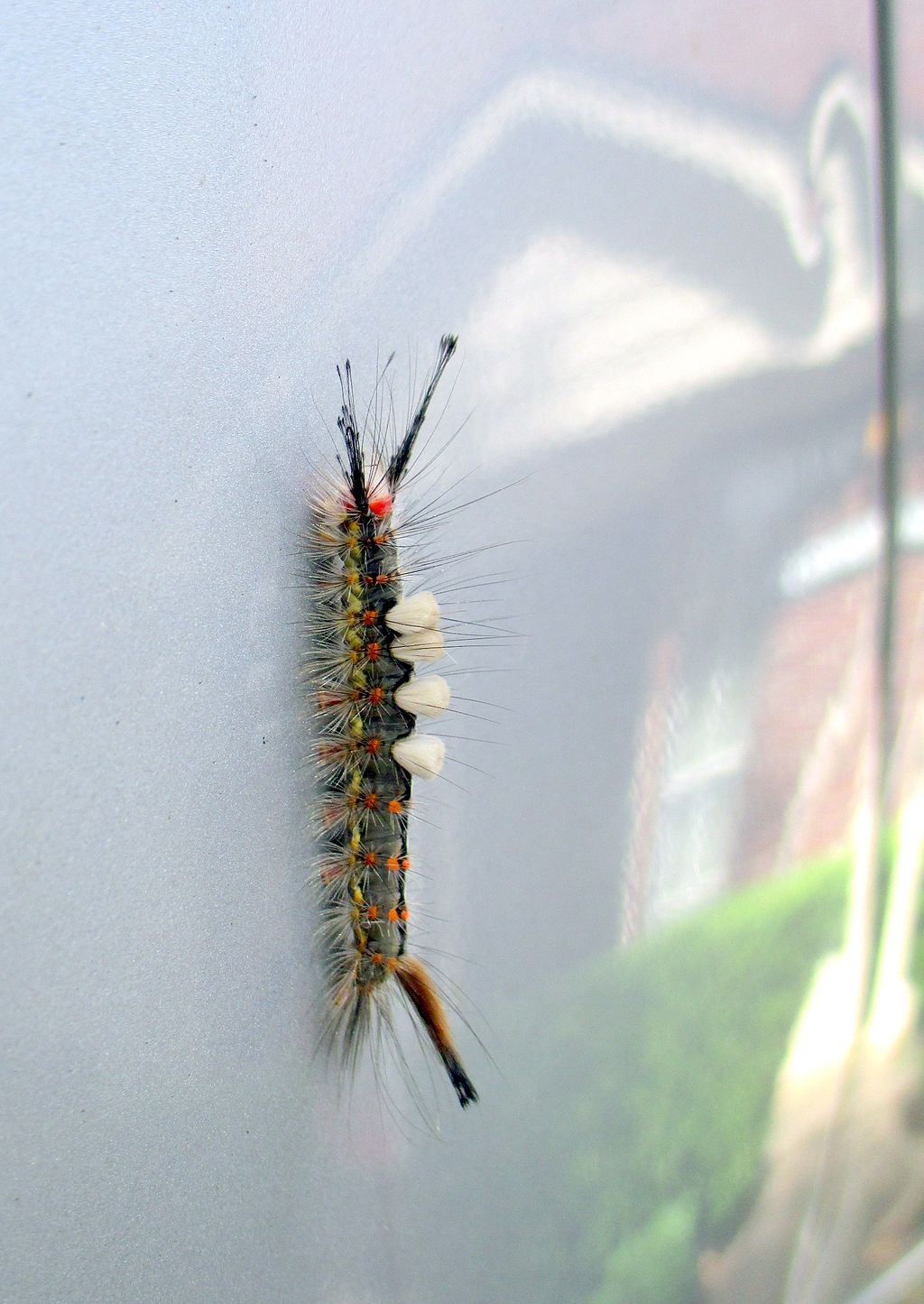 See This Colorful Fuzzy Caterpillar In Michigan Don T Touch It