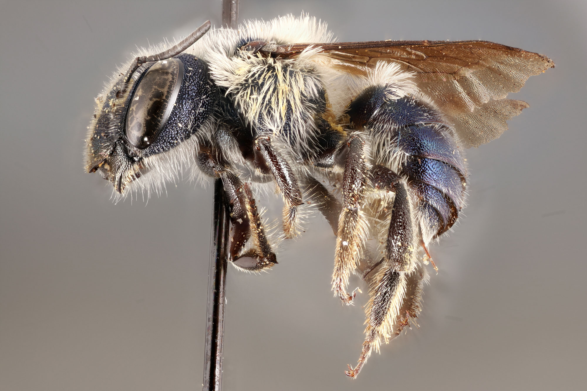 bee species in florida