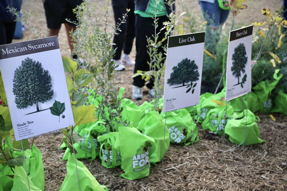 9 Ways You Can Show Your Love of Trees This Arbor Day - Parade