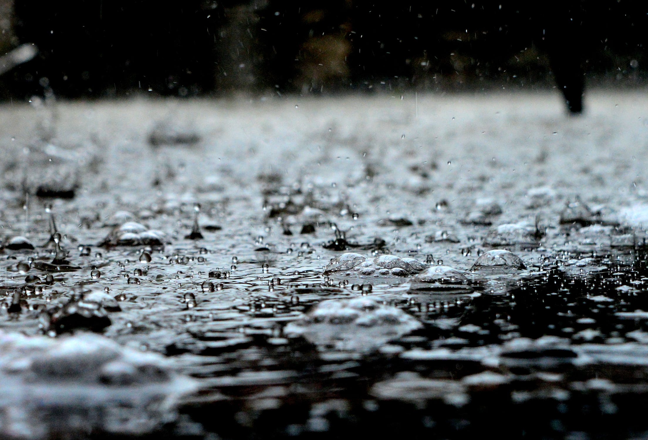 Snowing spiders? The building rainy pattern in Australia can trigger a  flood of arachnids