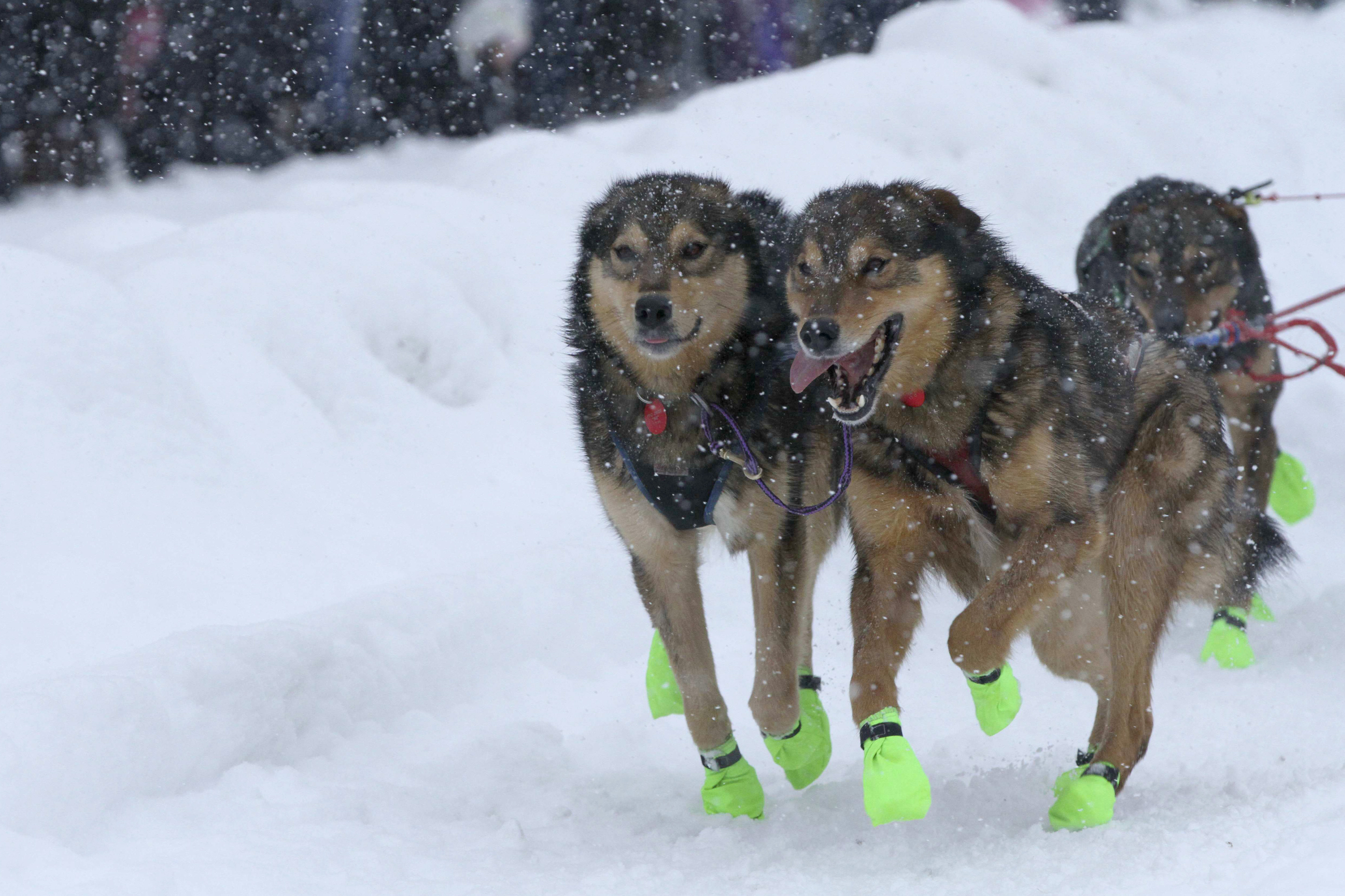 Iditarod Winner Ryan Redington Is Part of the Family Legacy