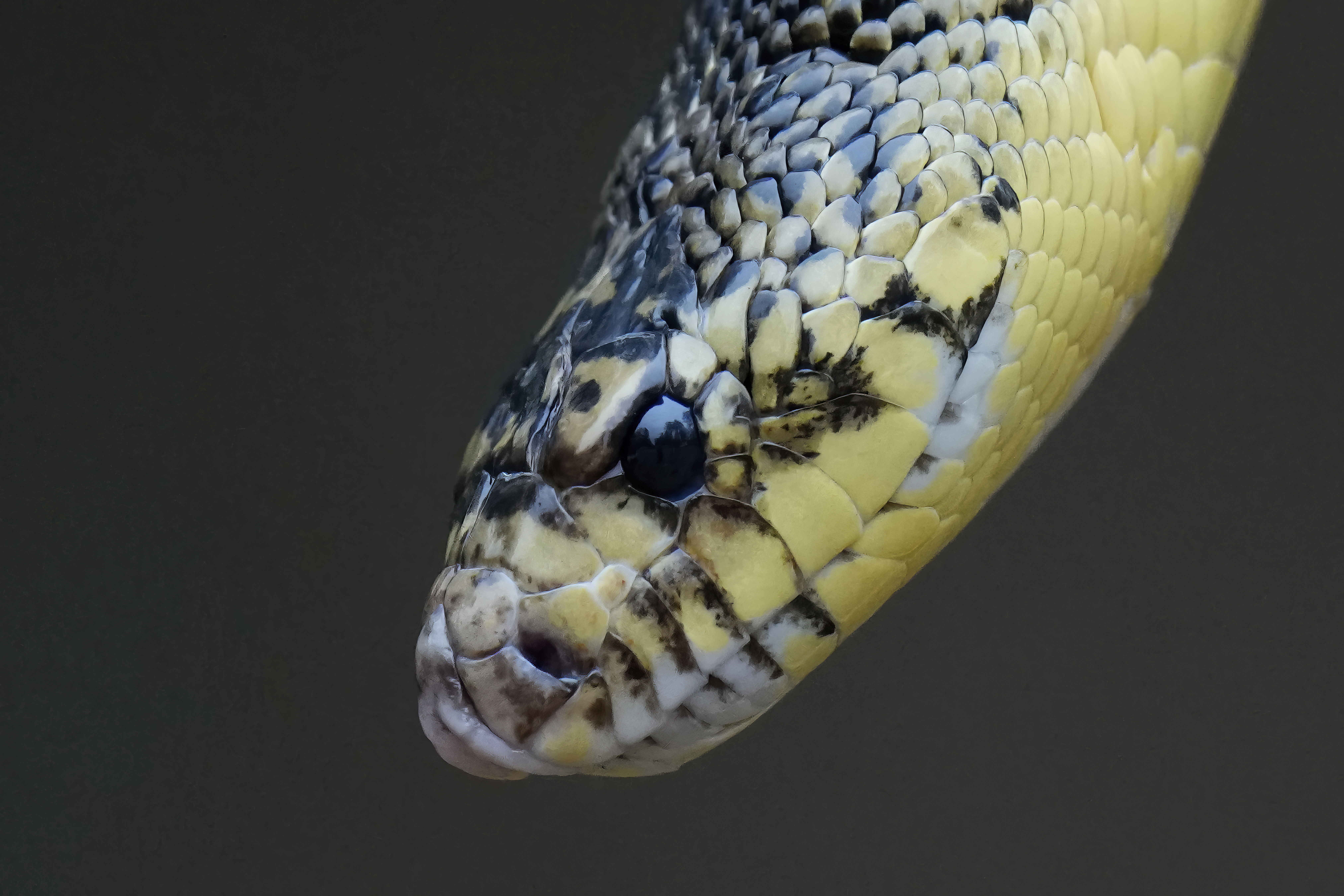 Memphis 'snake factory' transplants slither into their new home in