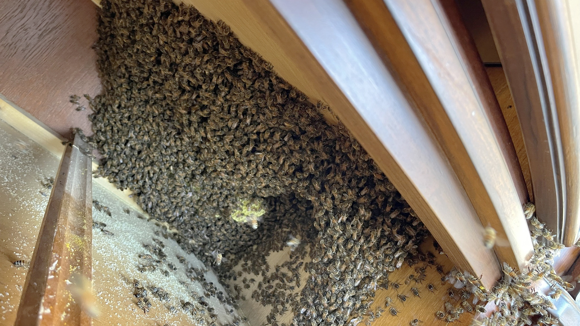 Is That a Honey Bee Hive Around Your Home?